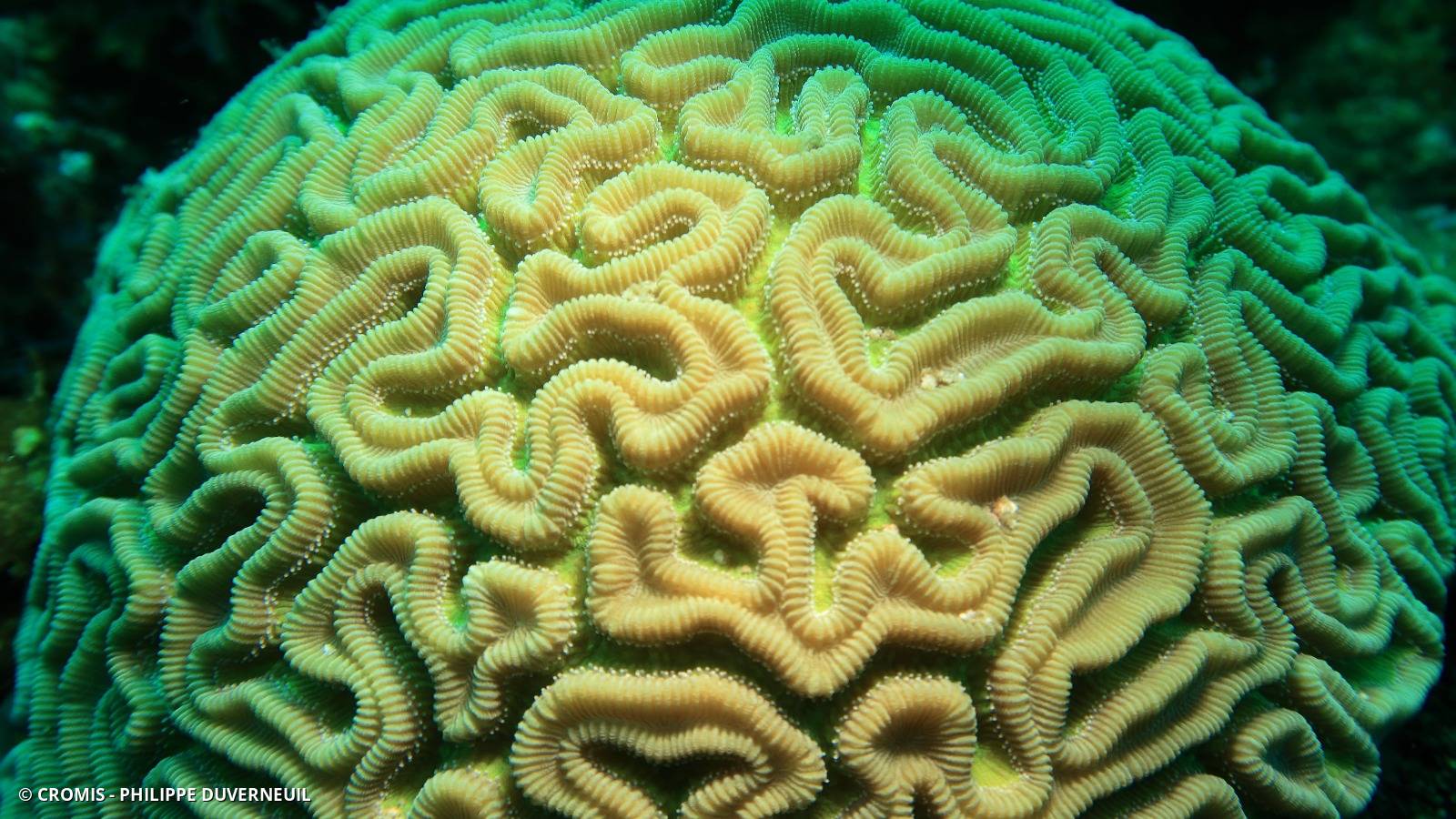 Corail cerveau de Neptune
