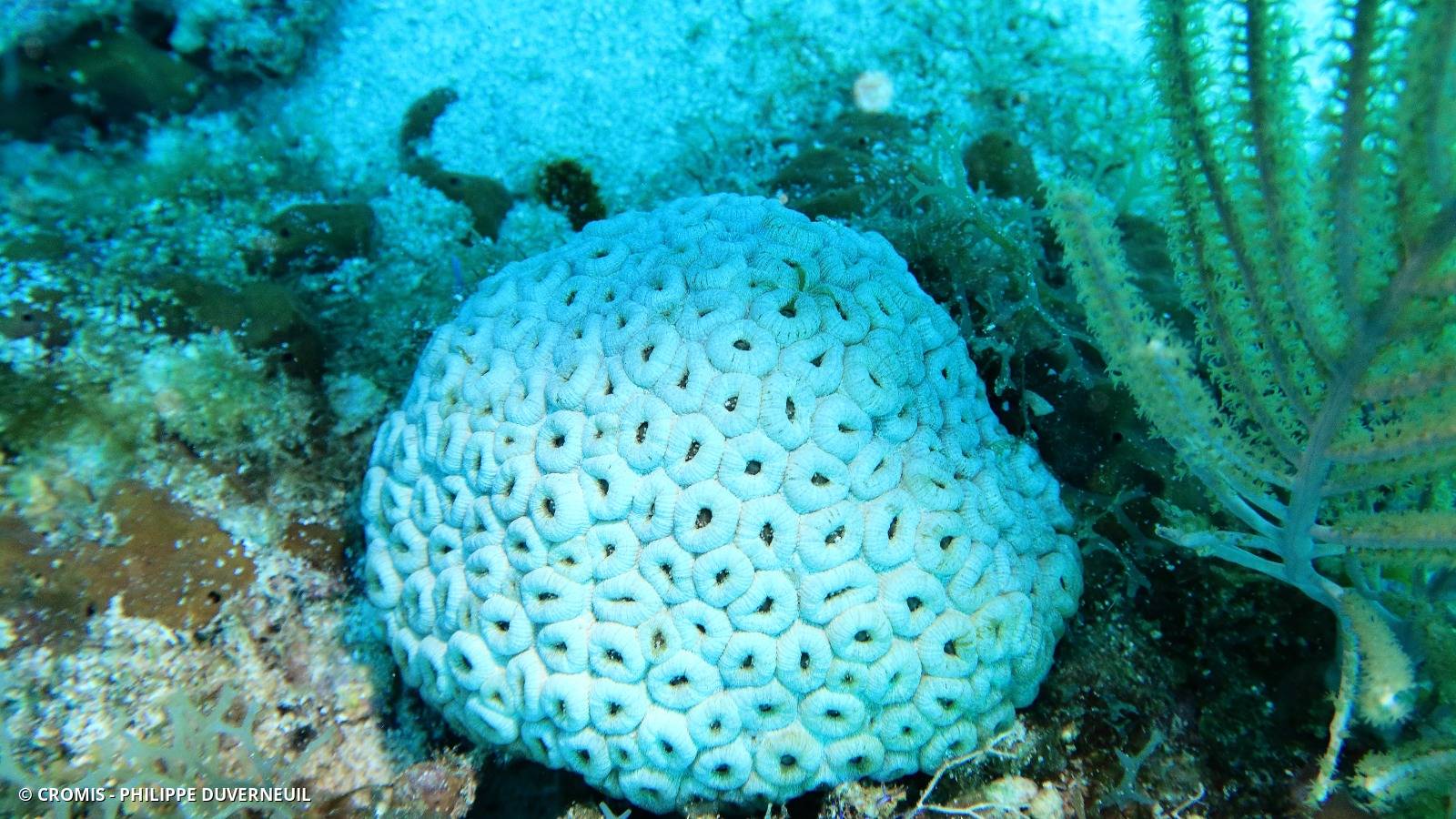 Grand corail étoilé
