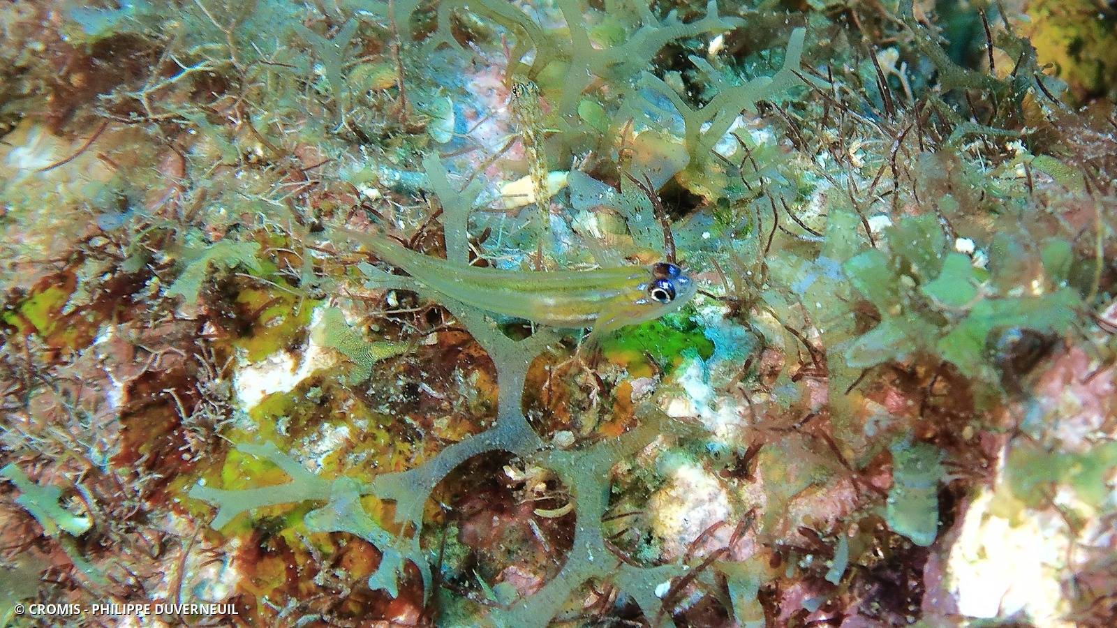 Gobie néon jaune à nez bleu