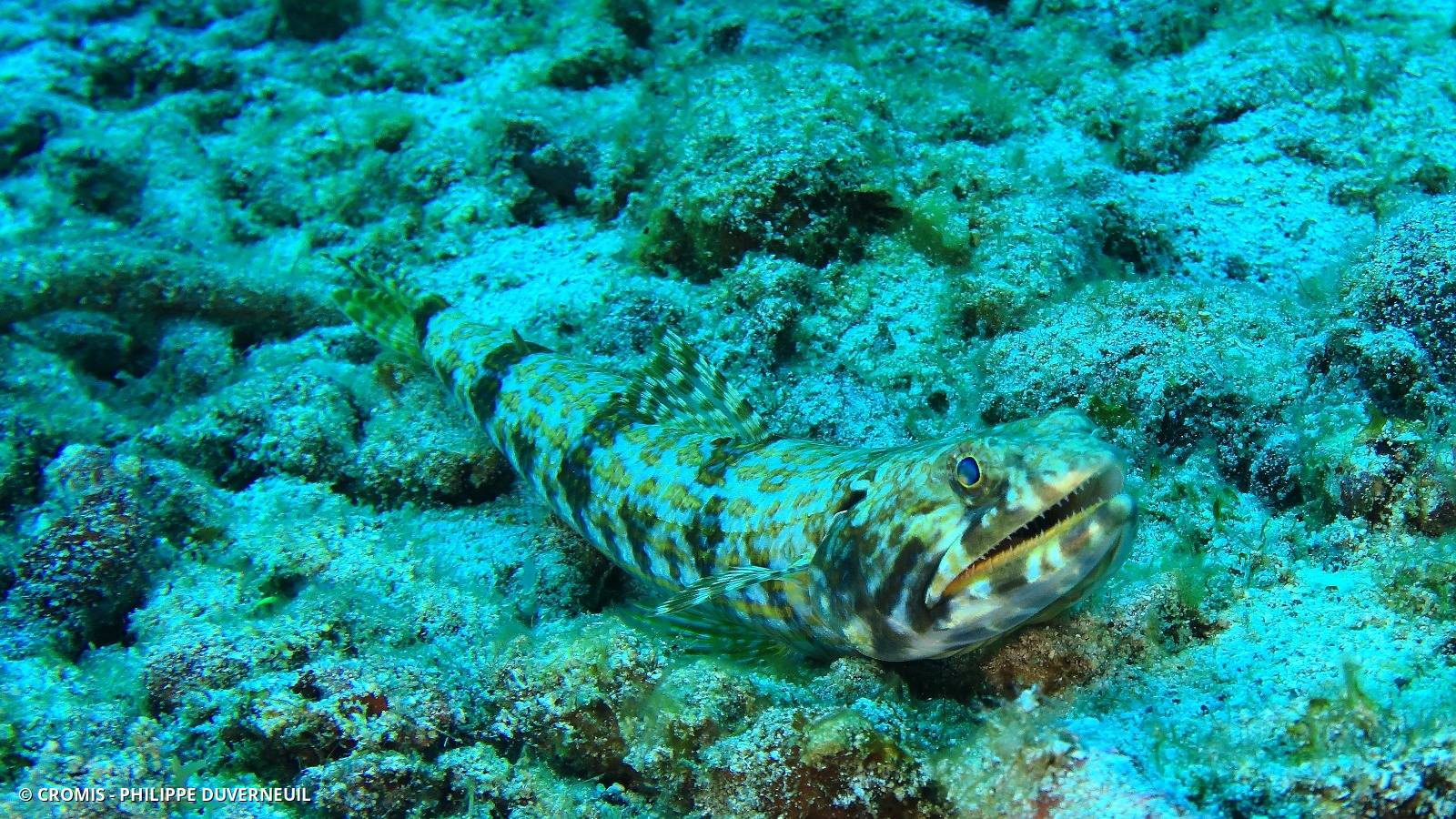 Anoli commun