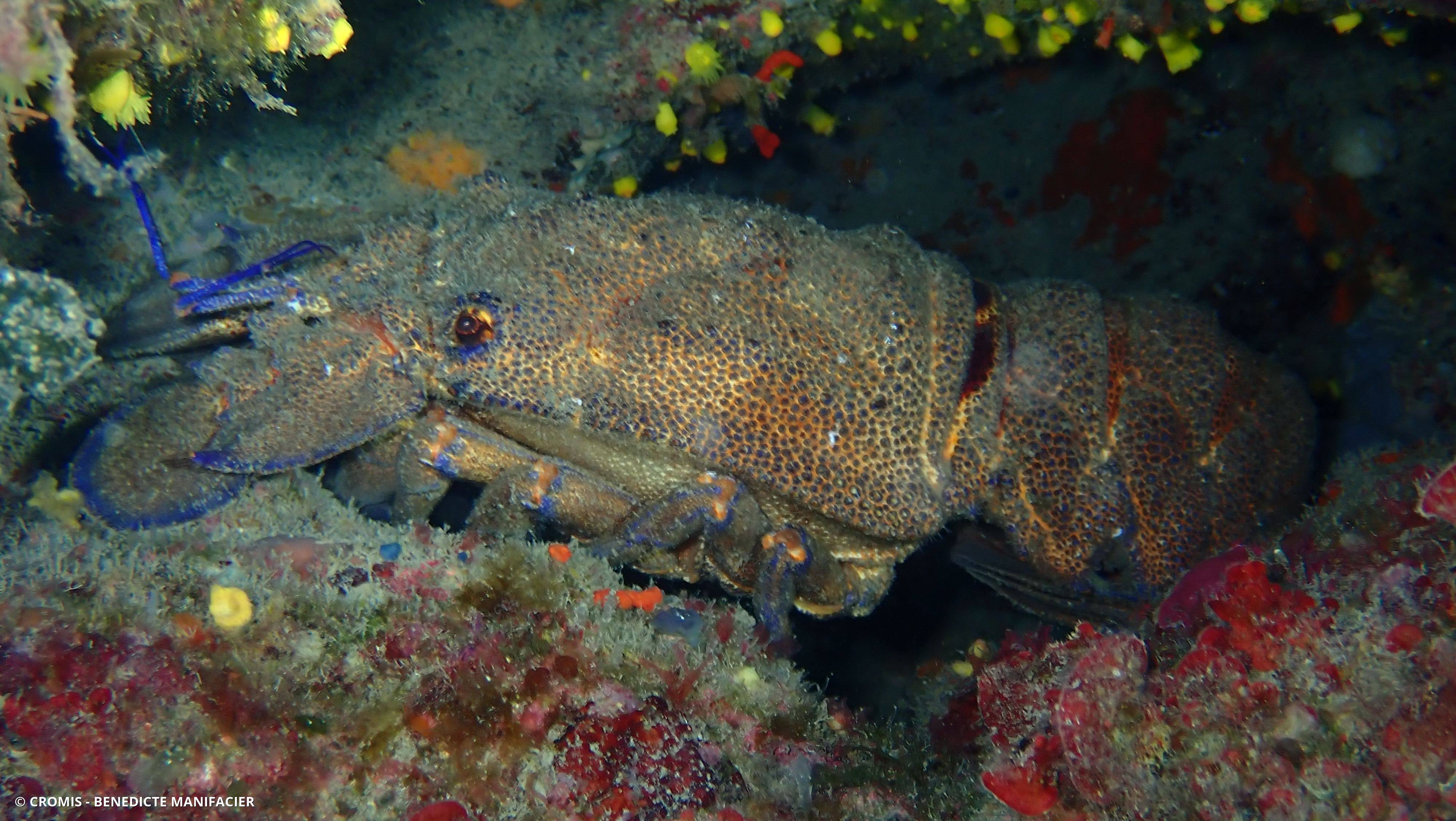 Grande cigale de mer