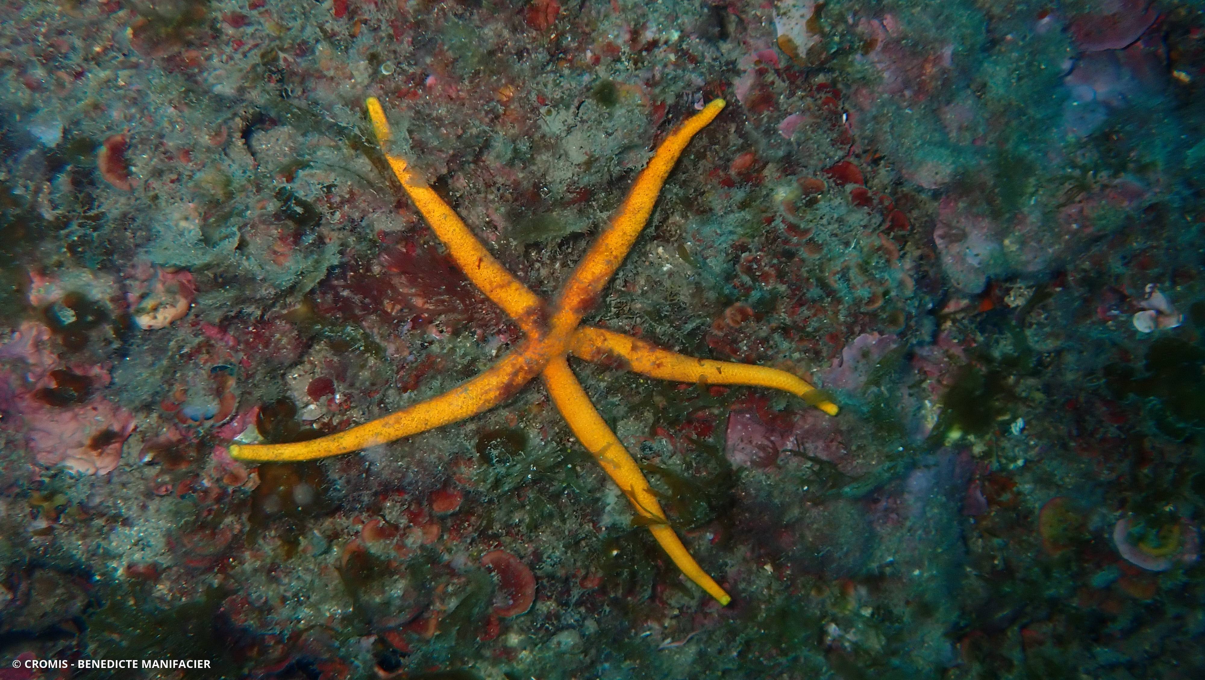 Etoile de mer aux longs bras