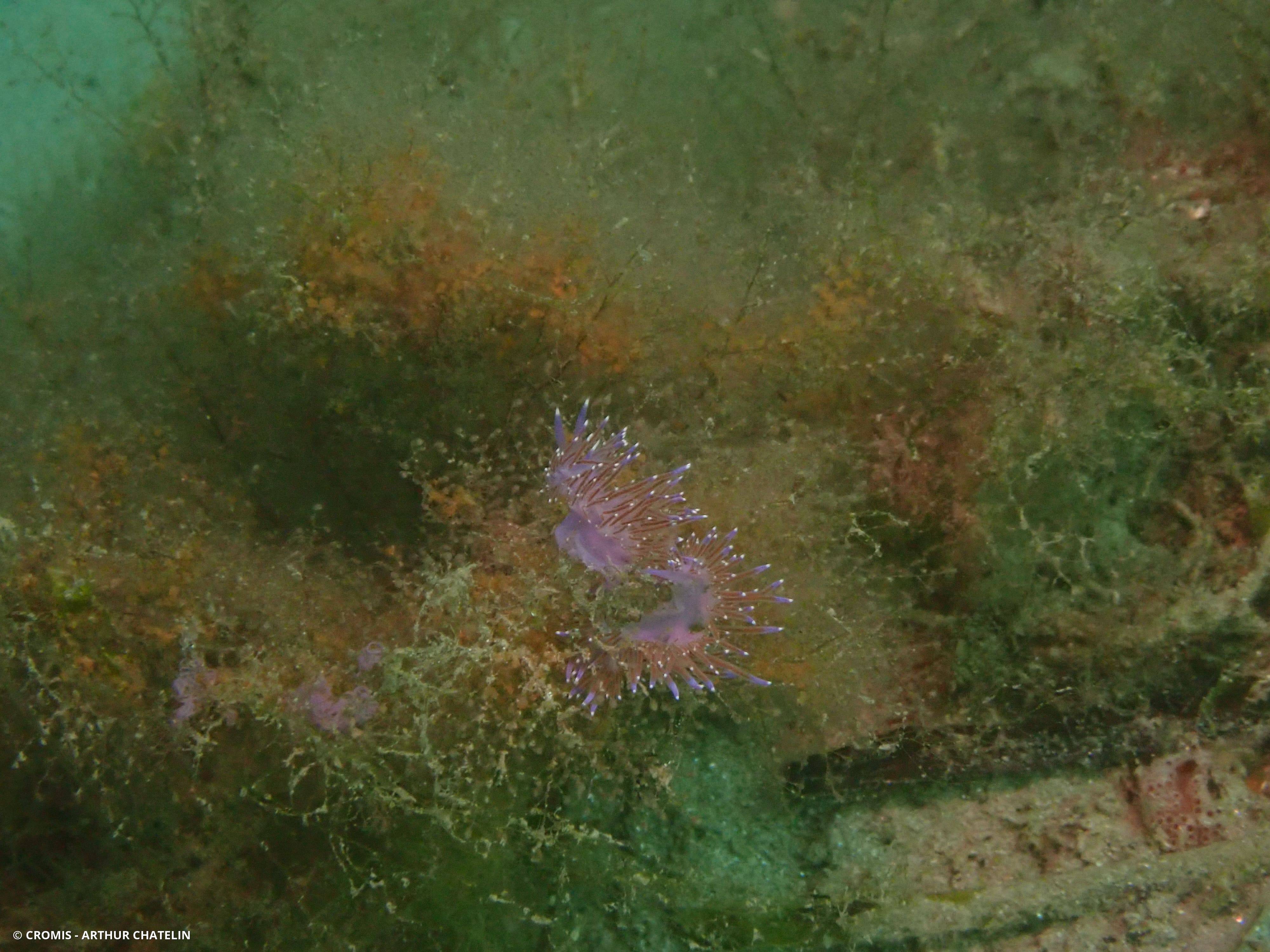 Coryphelle mauve