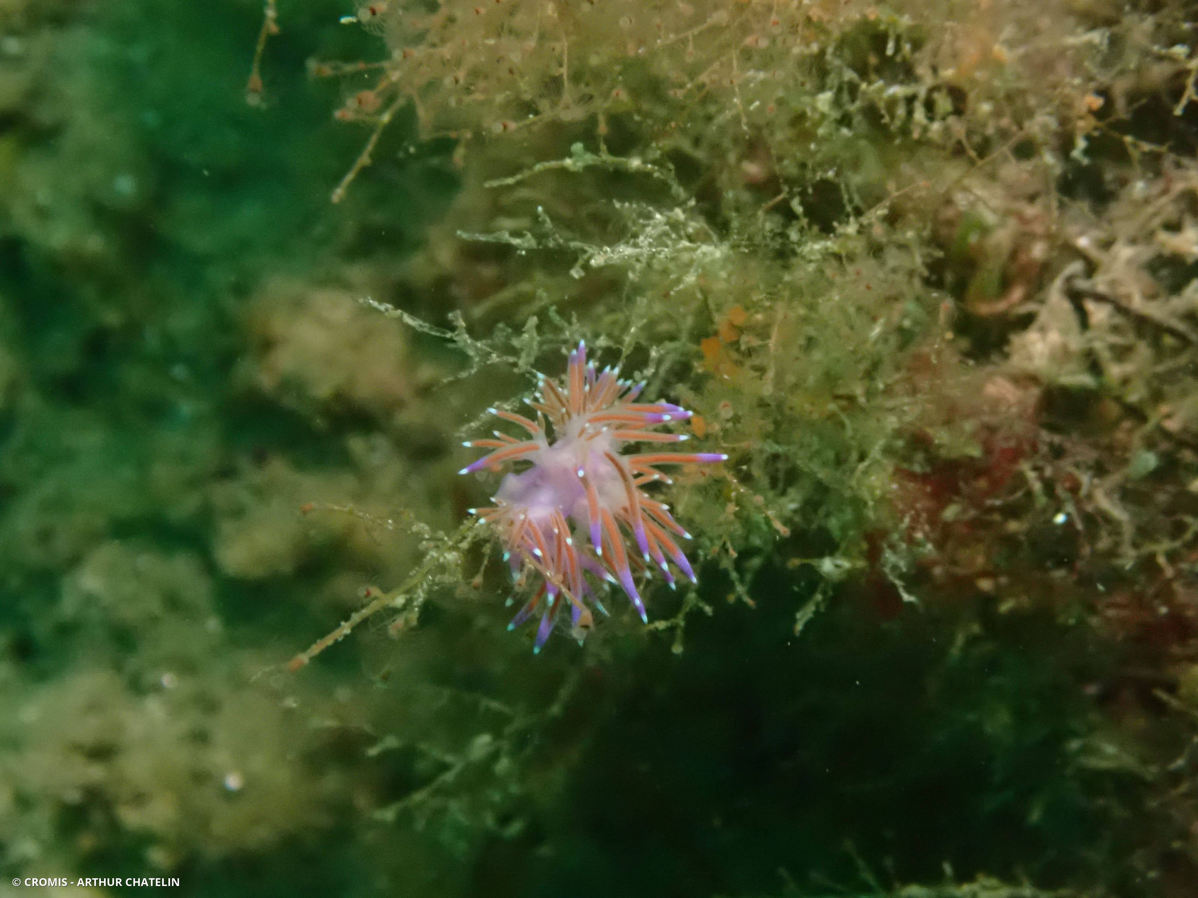 Coryphelle mauve