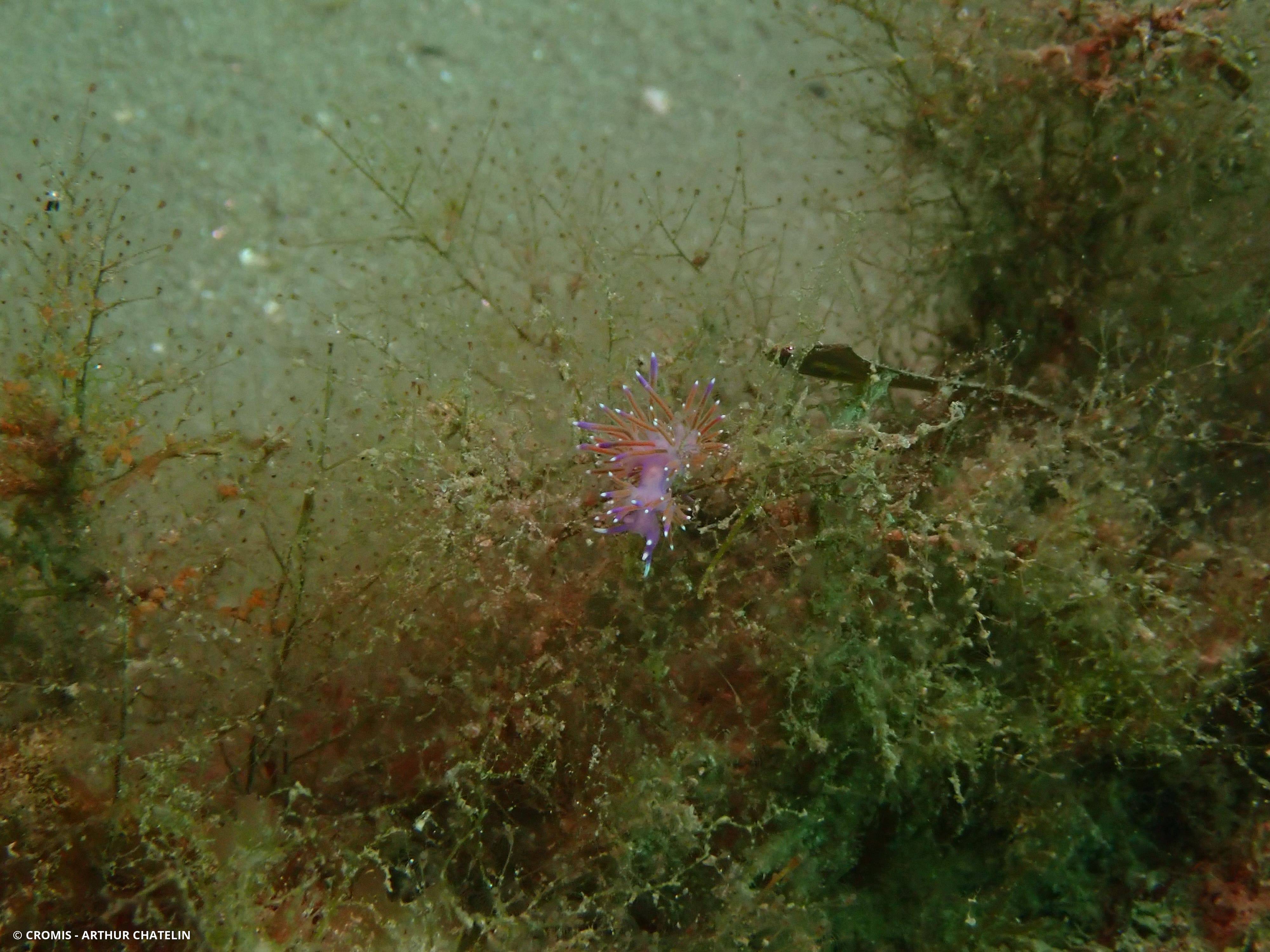 Coryphelle mauve
