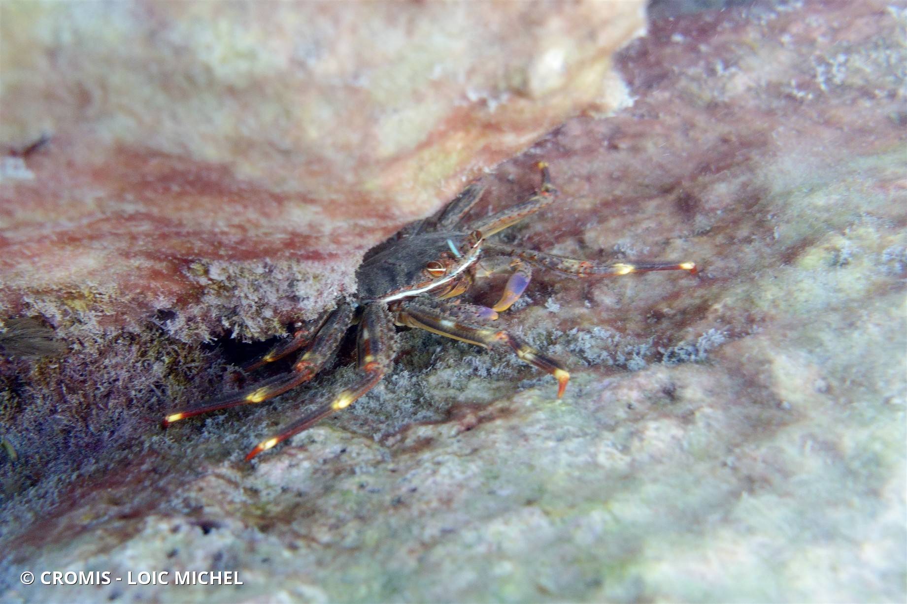 Crabe plat des oursins