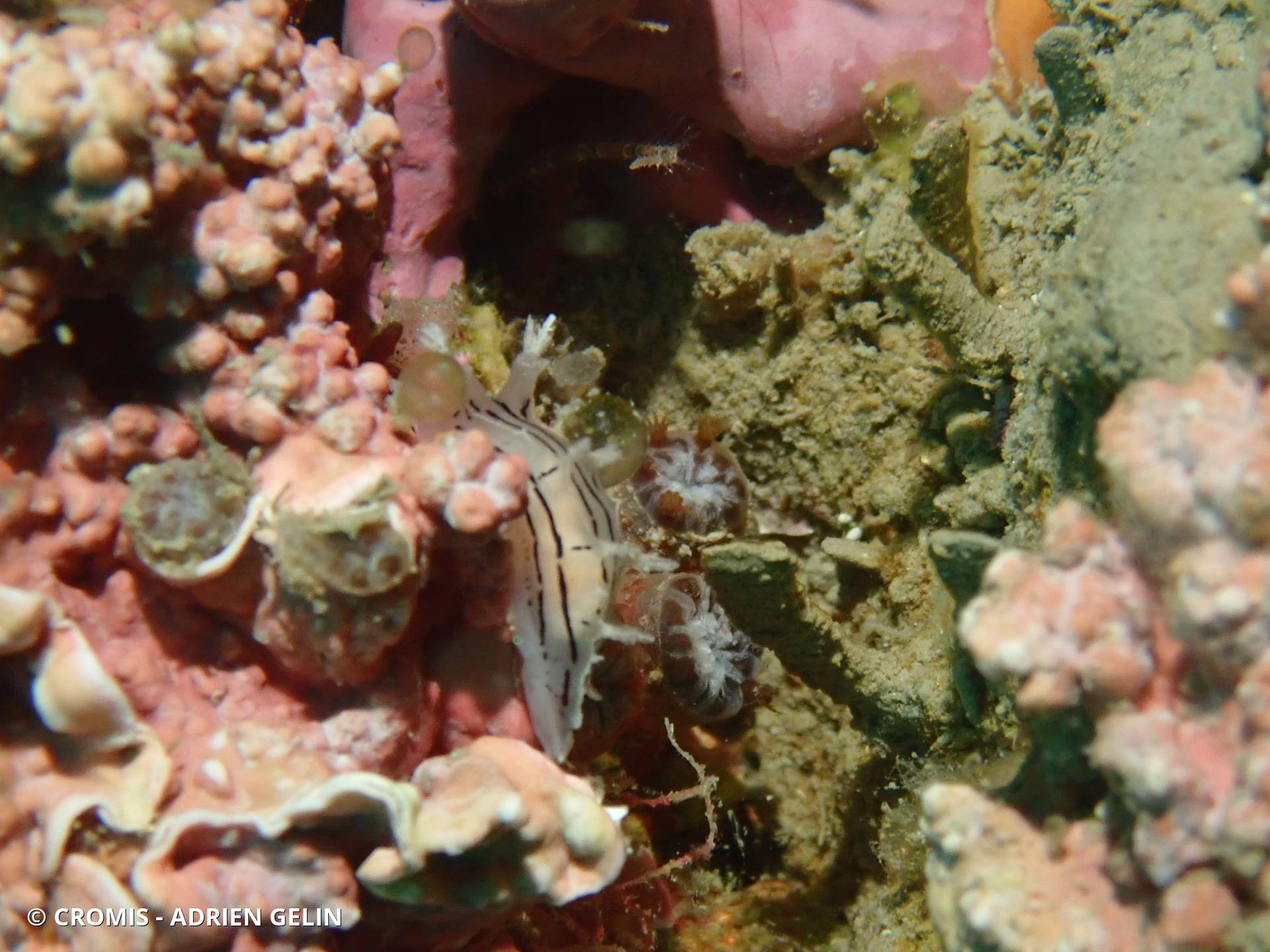 Tritonie striée