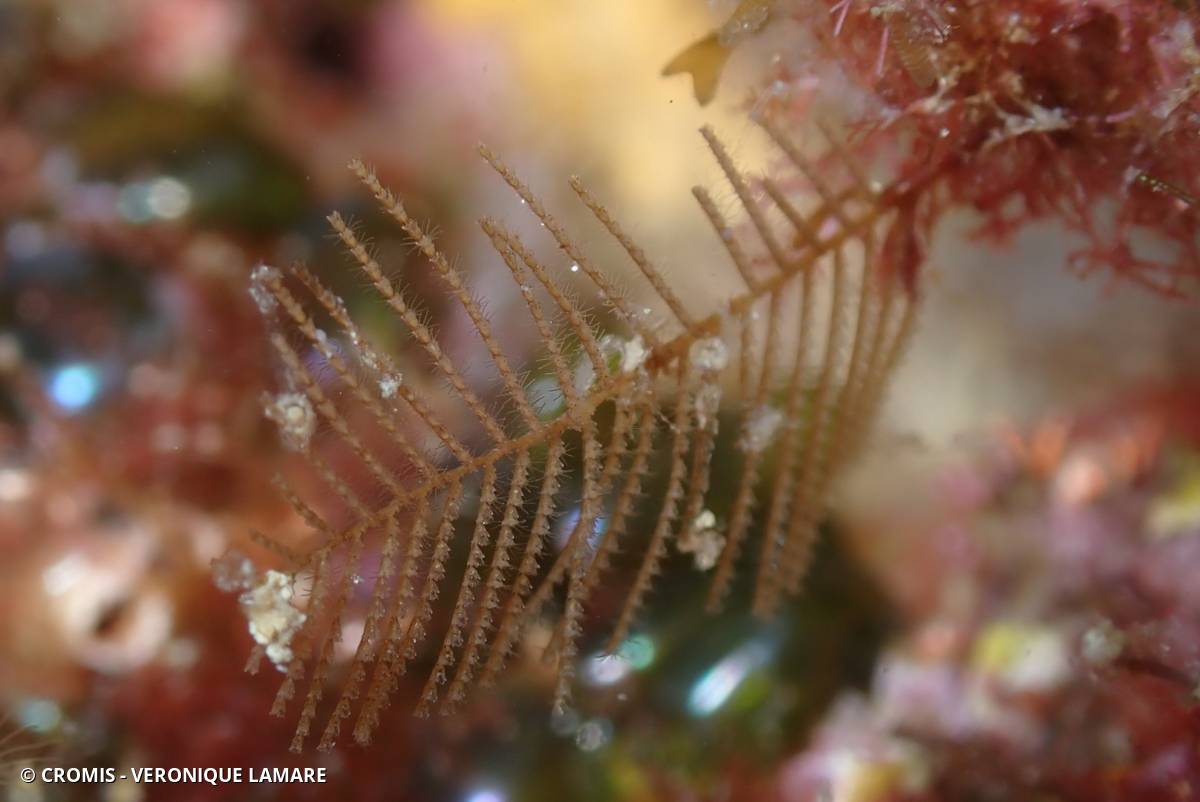 Halopteris de Liechtenstern