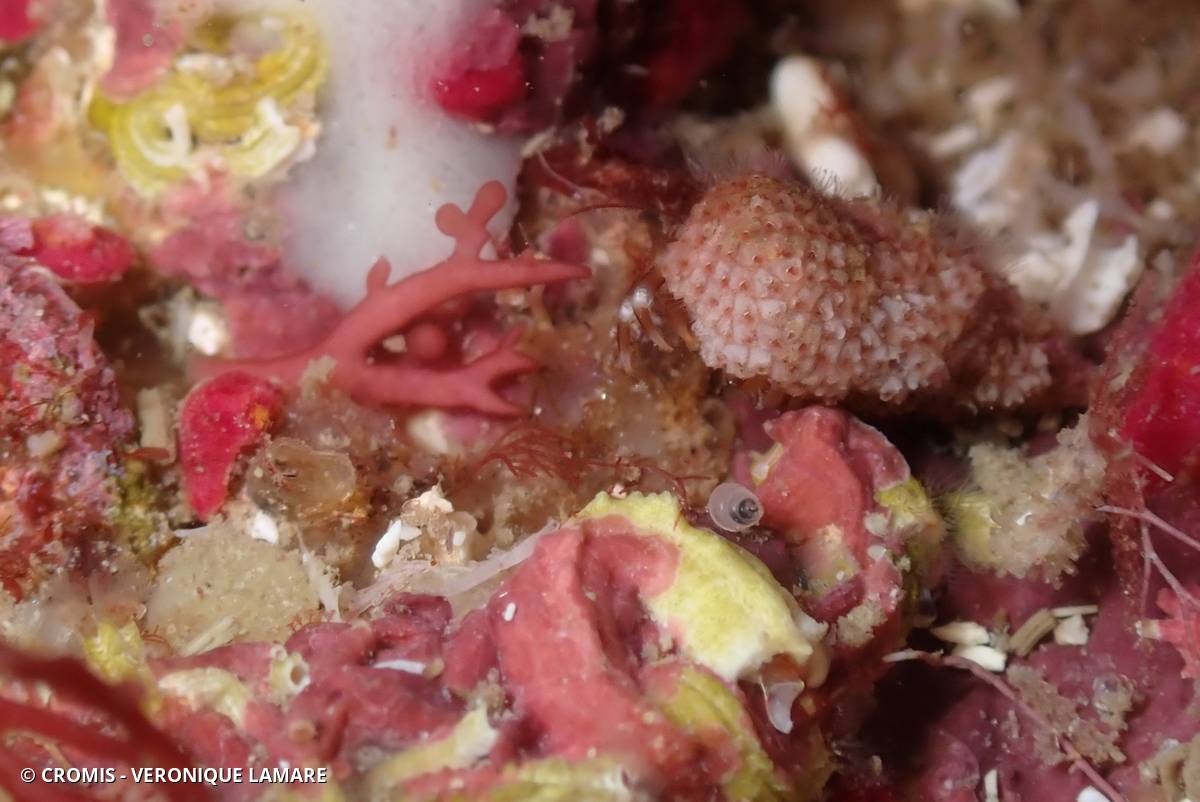 Bryozoaires encroûtants des pagures (Europe)