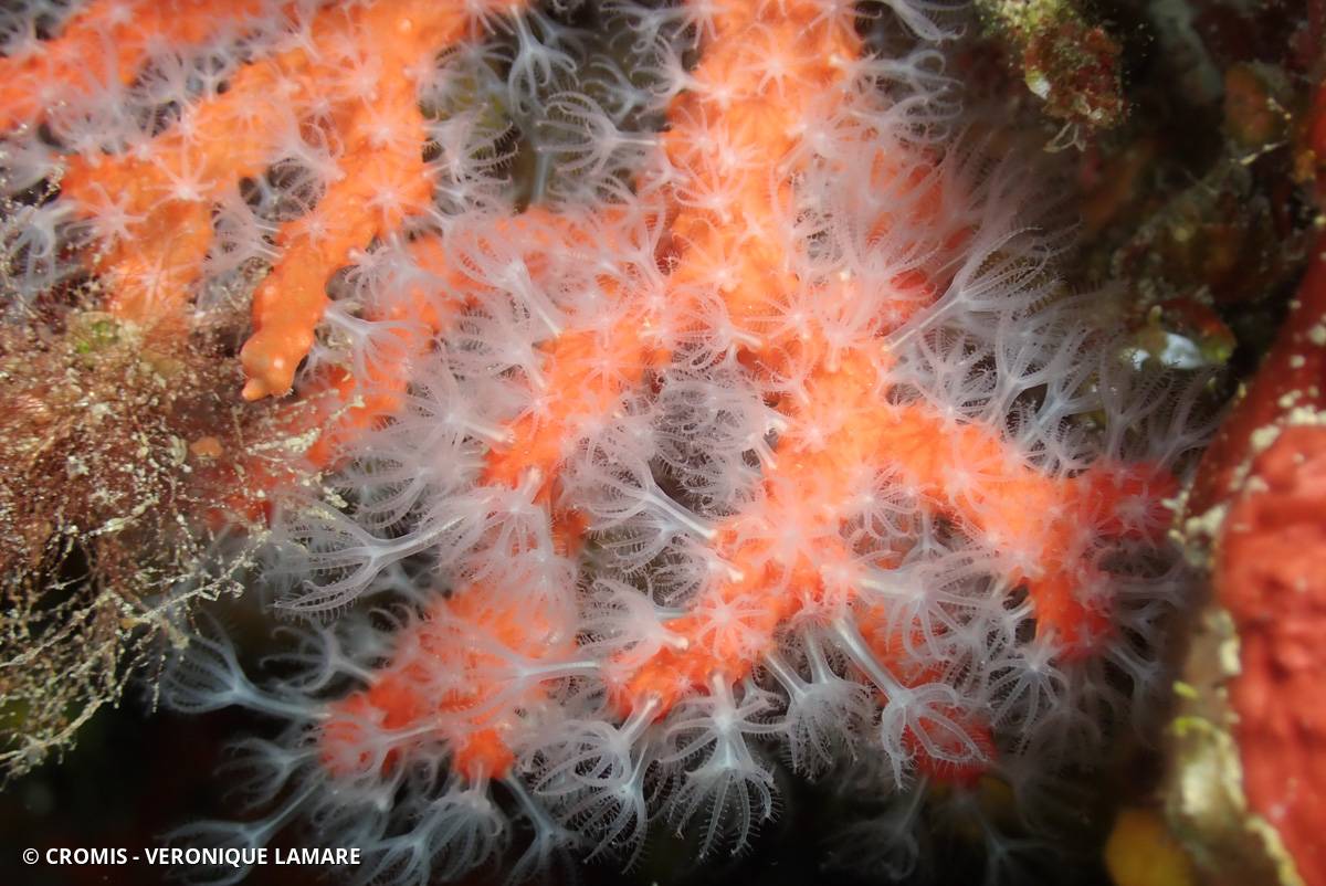 Corail rouge de Méditerranée