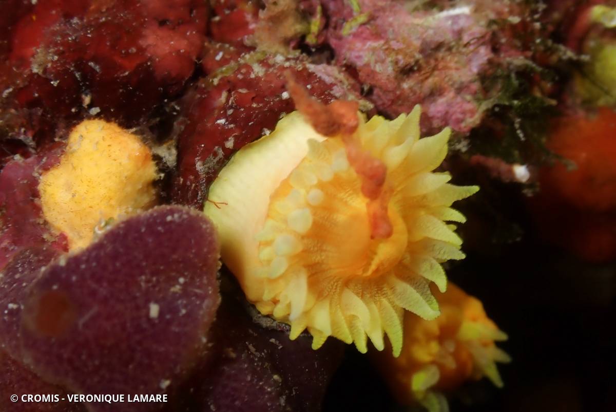 Corail jaune solitaire