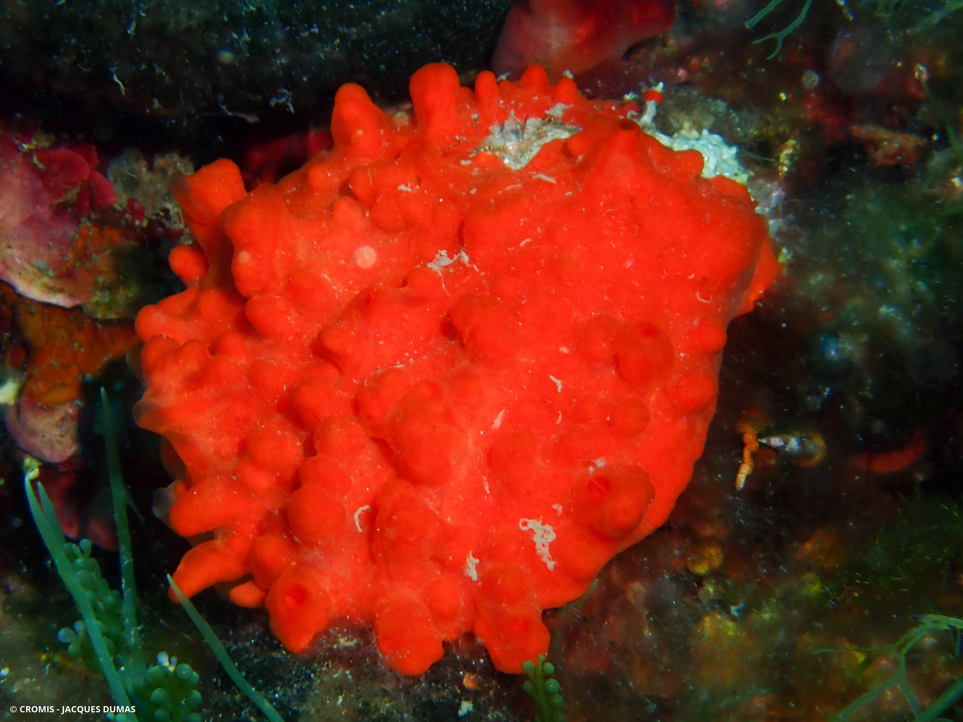 Spondyle pied-d'âne
