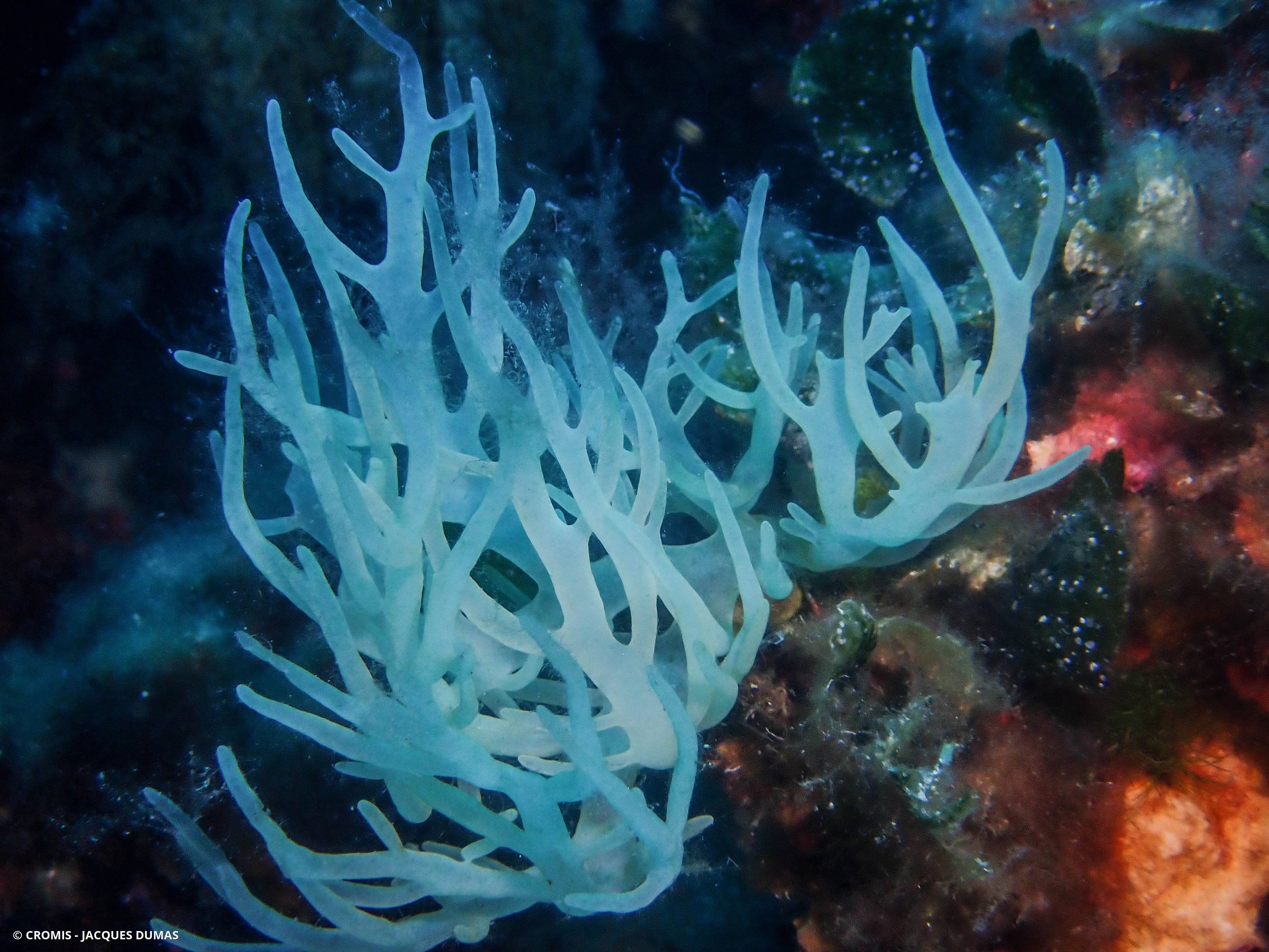 Algue branchue cartilagineuse
