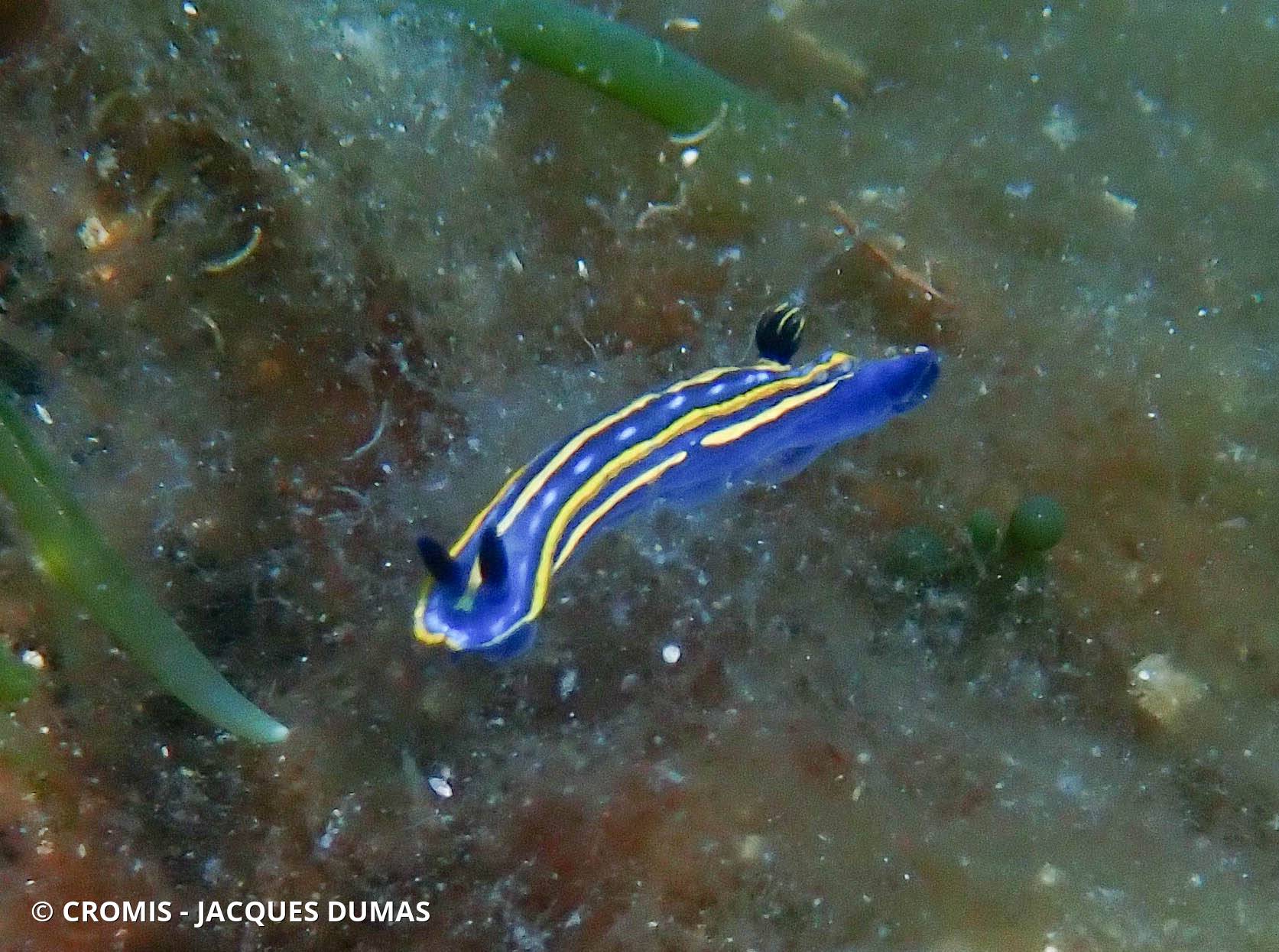 Doris tricolore