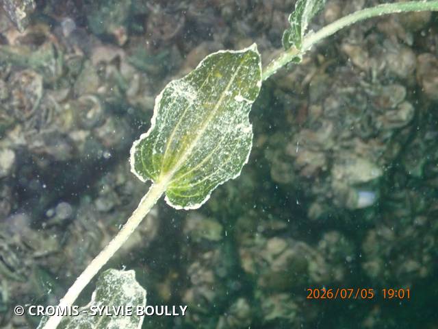 Potamot perfolié