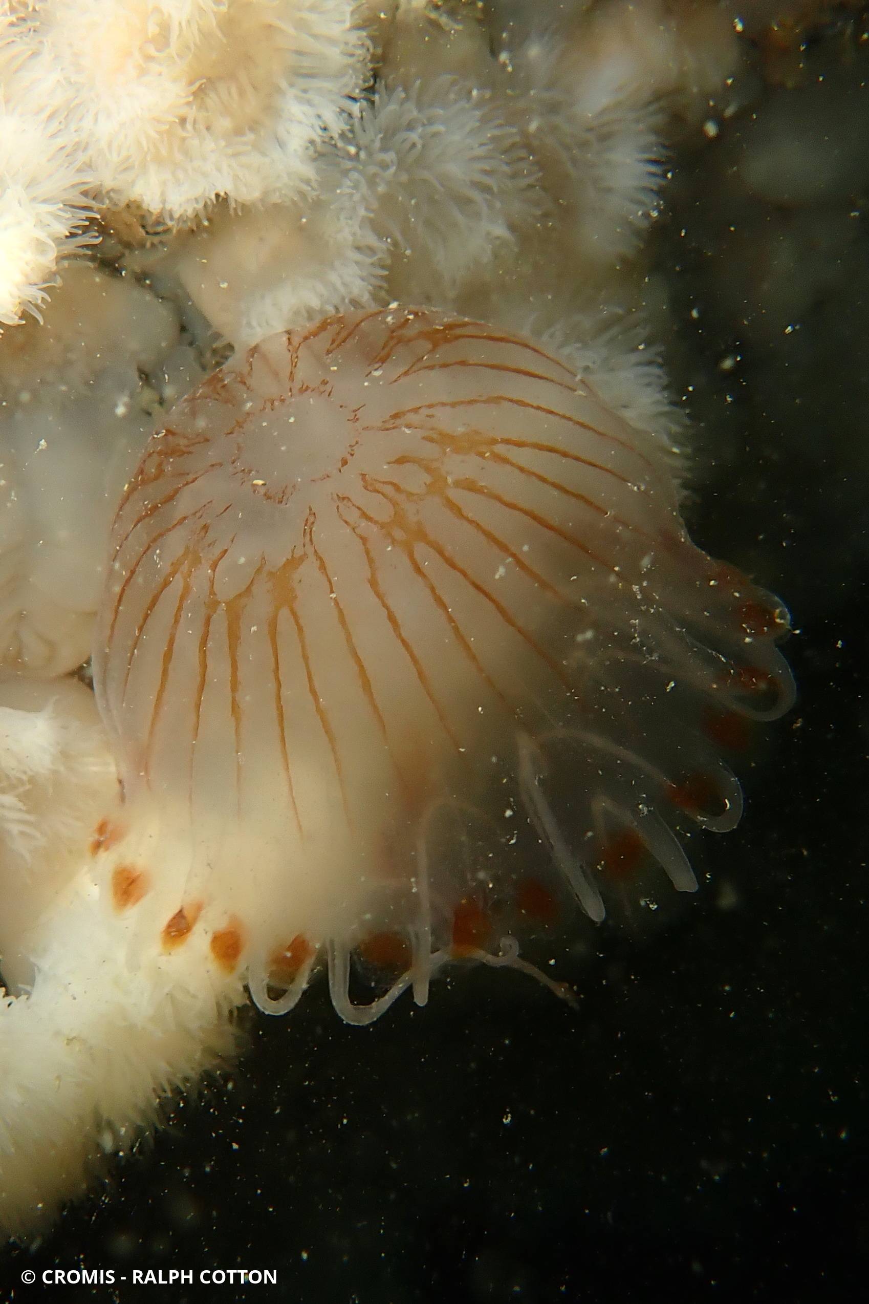 Méduse rayonnée