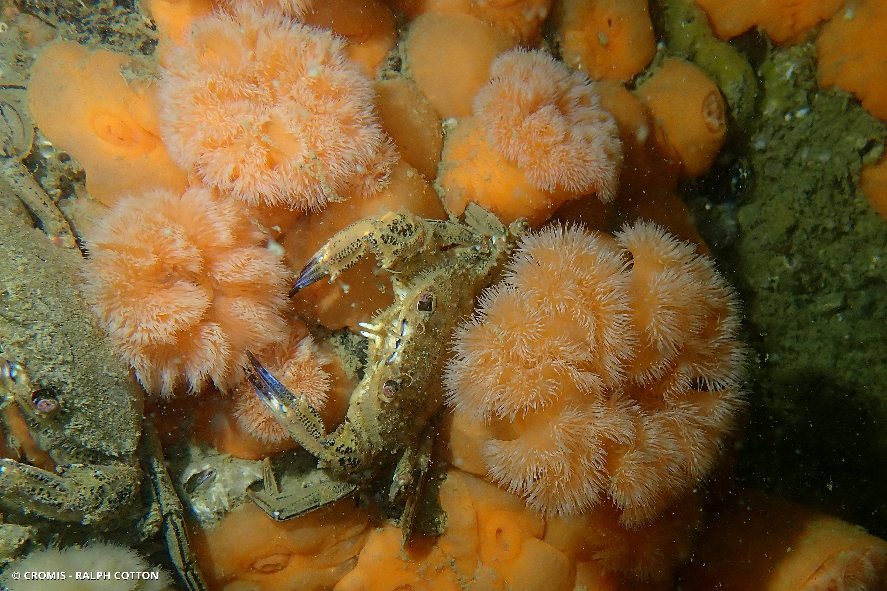 Œillet de mer