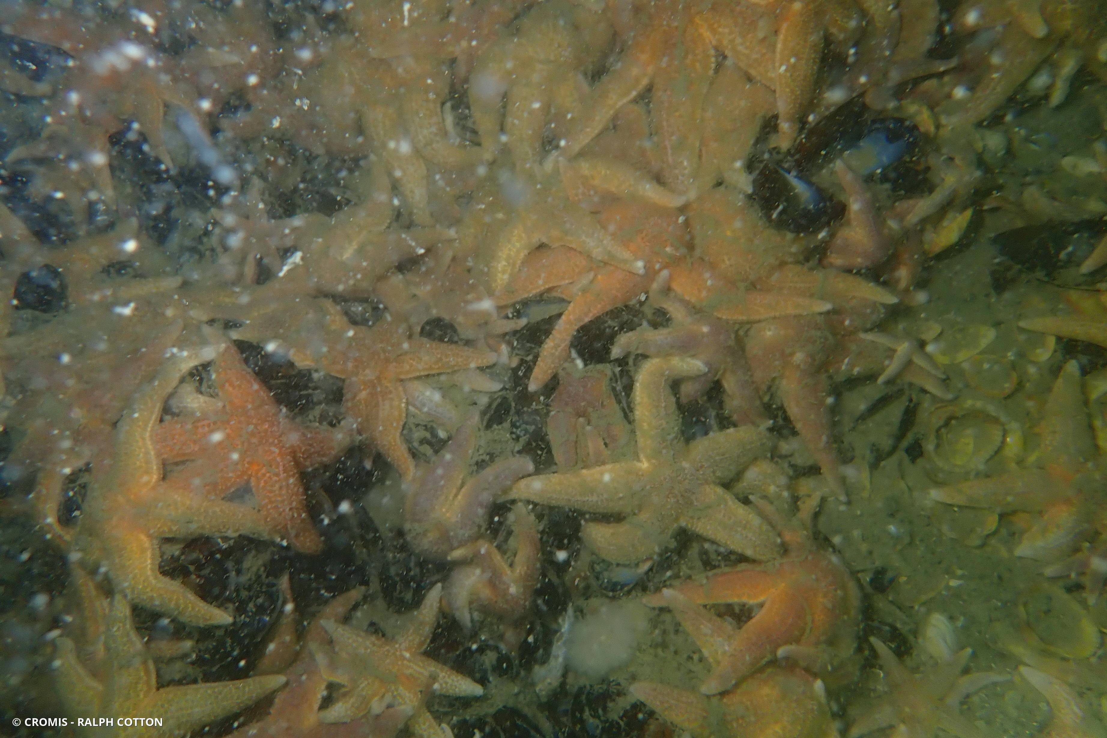 Étoile de mer commune