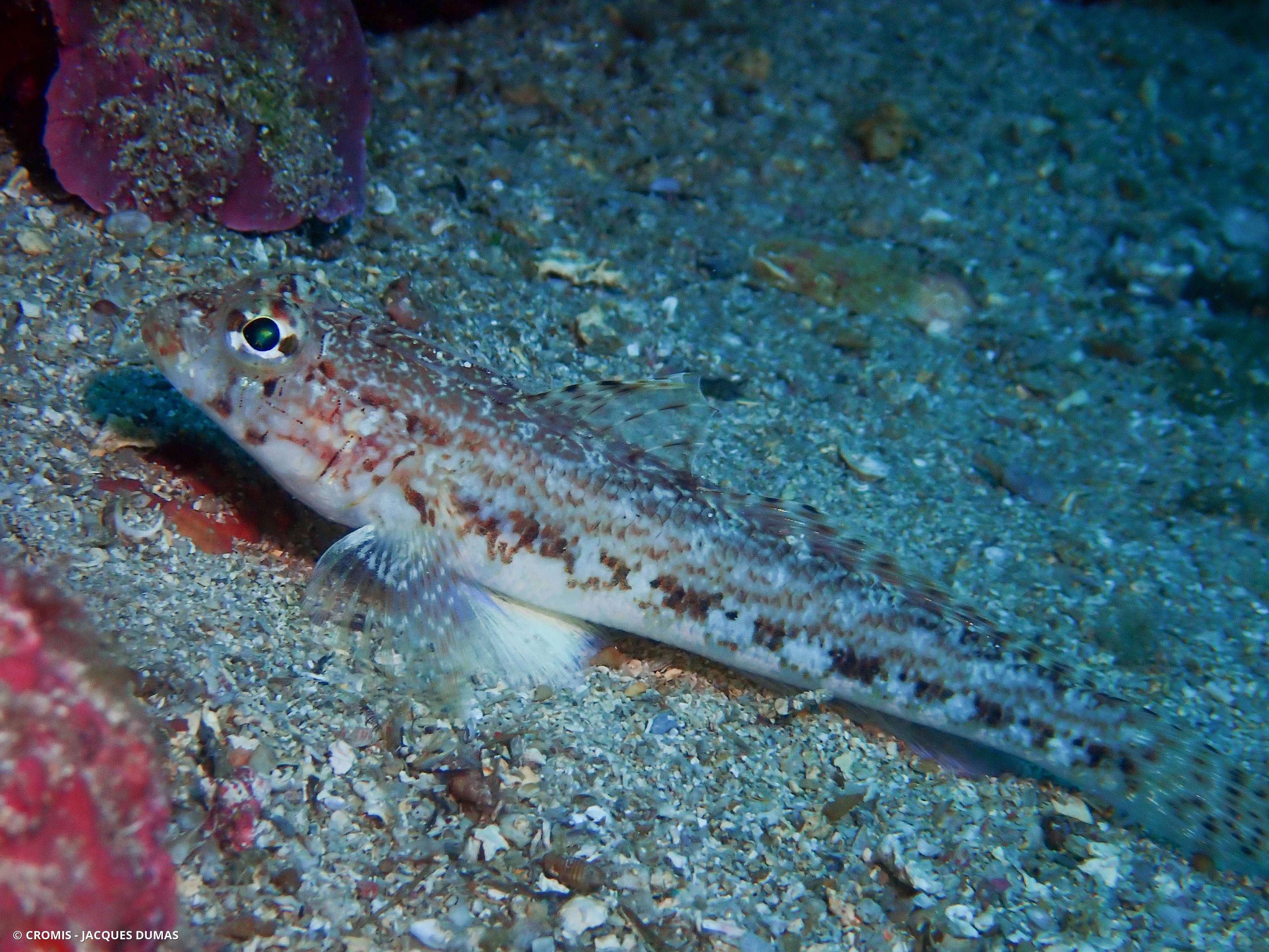 Gobie à joues poreuses
