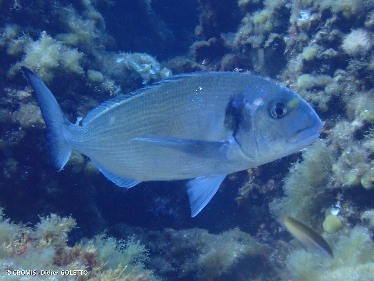 Dorade (daurade) royale