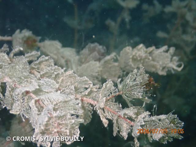 Photo 7 sur 103 : Myriophylle