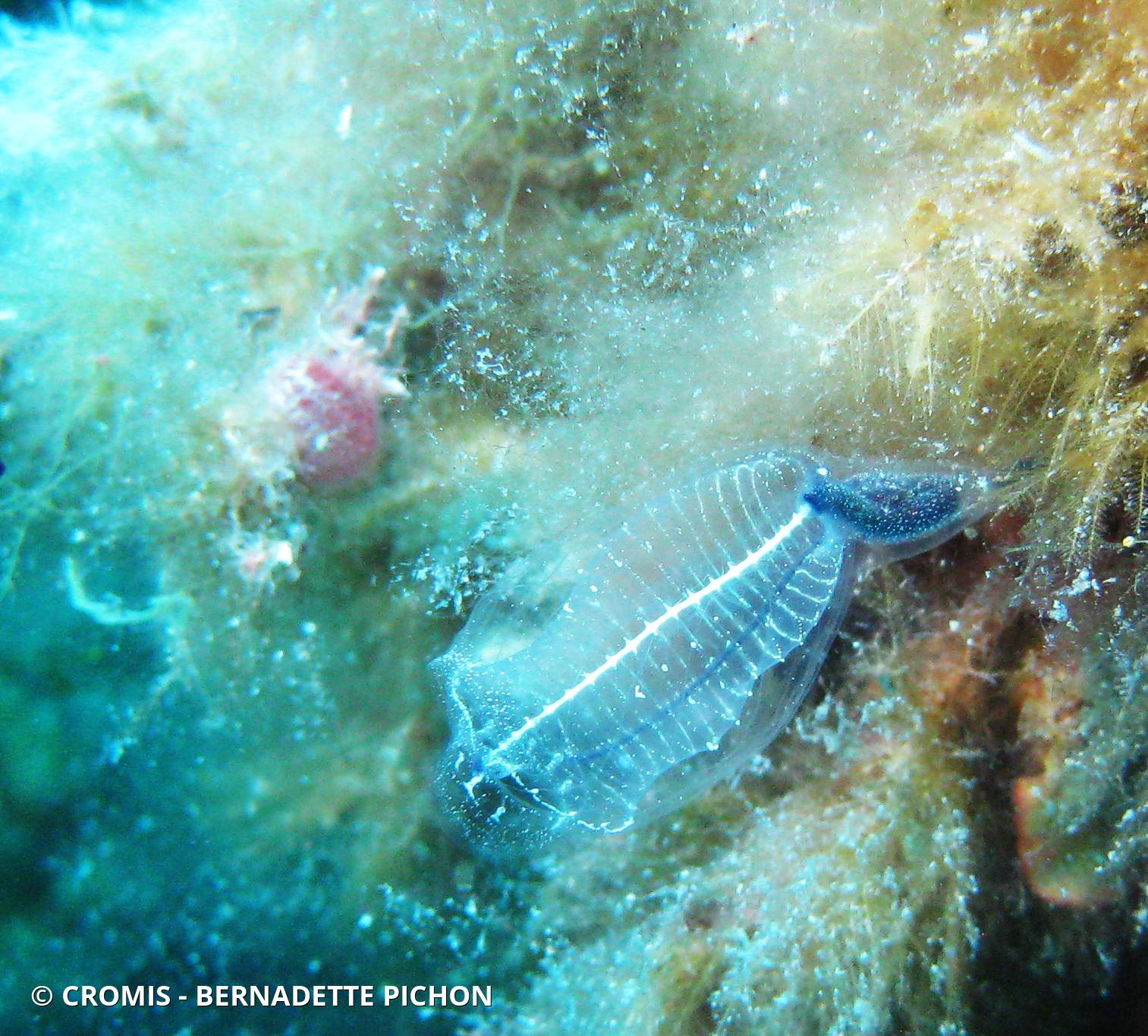 Claveline bleutée de Méditerranée