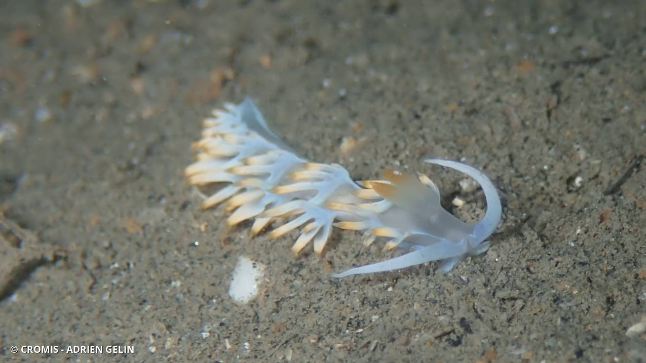 Flabelline blanche