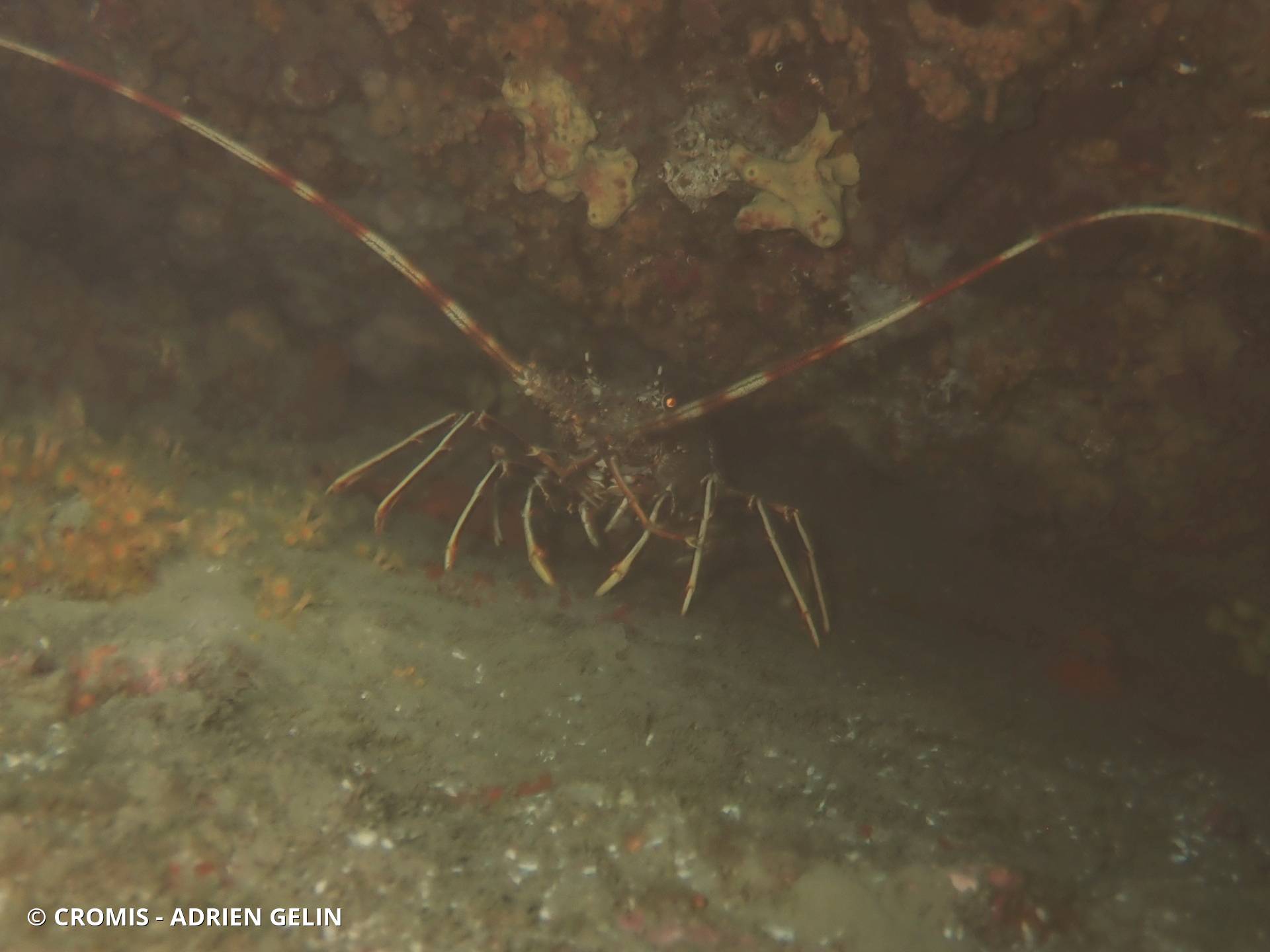 Langouste rouge