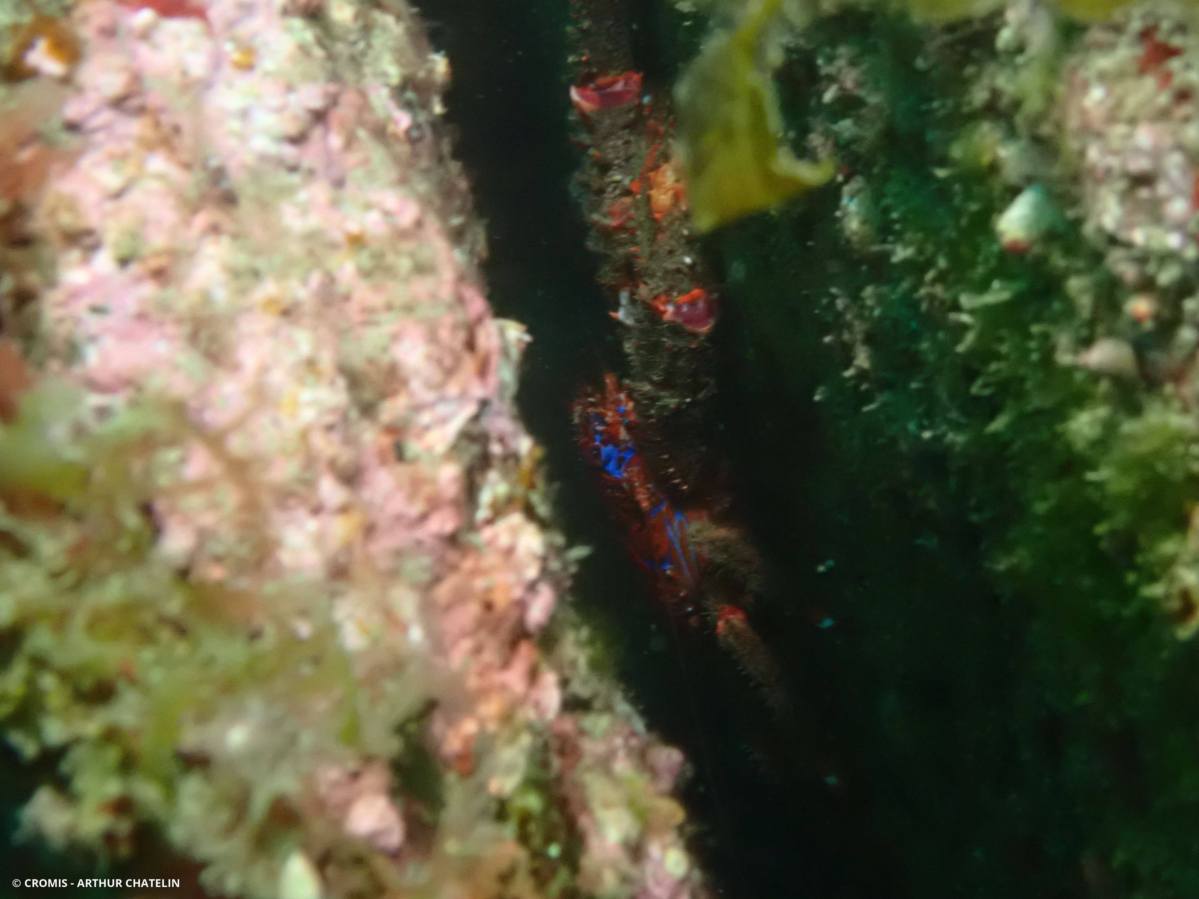 Galathée bicolore