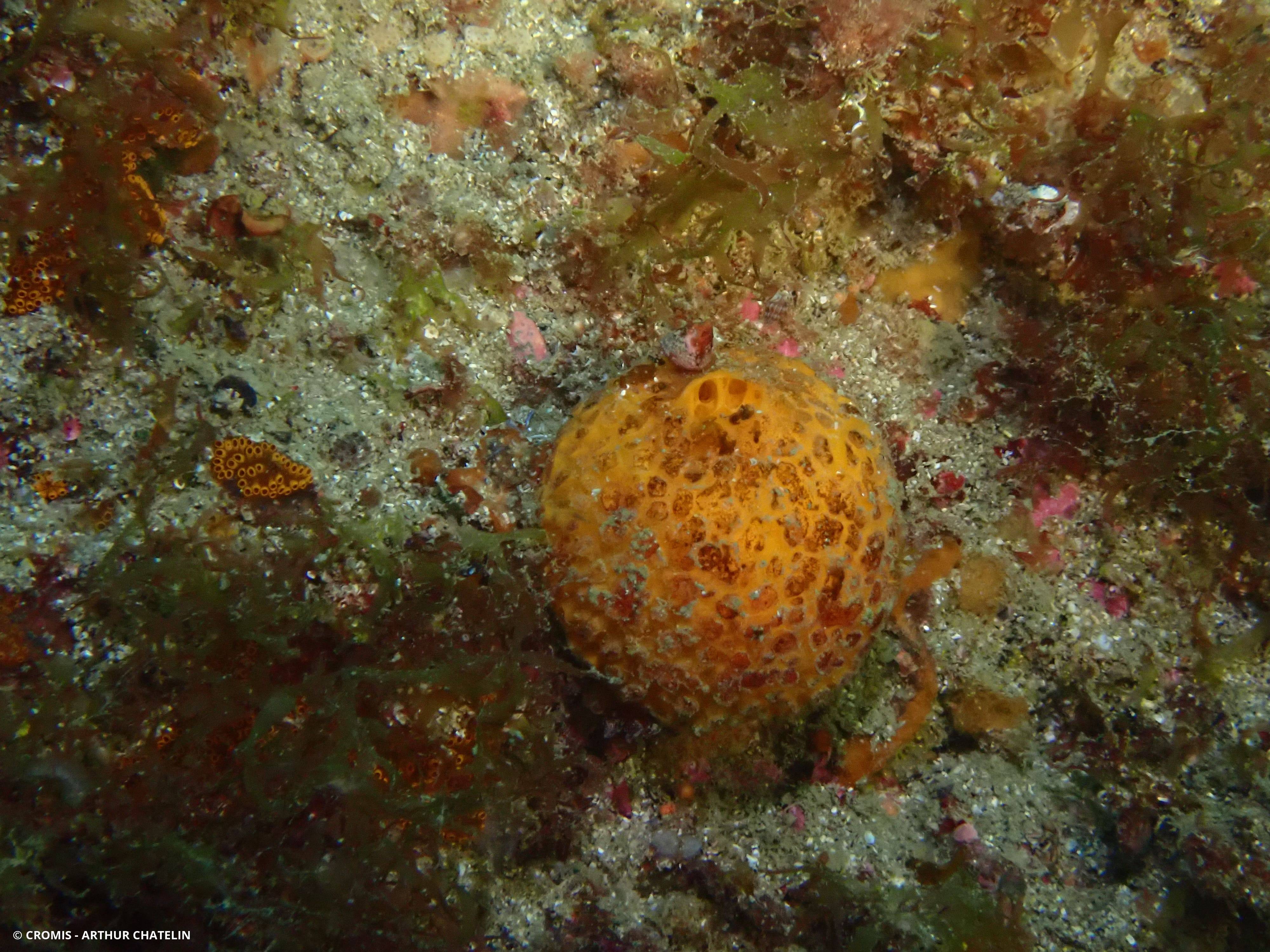Orange de mer de Manche Atlantique