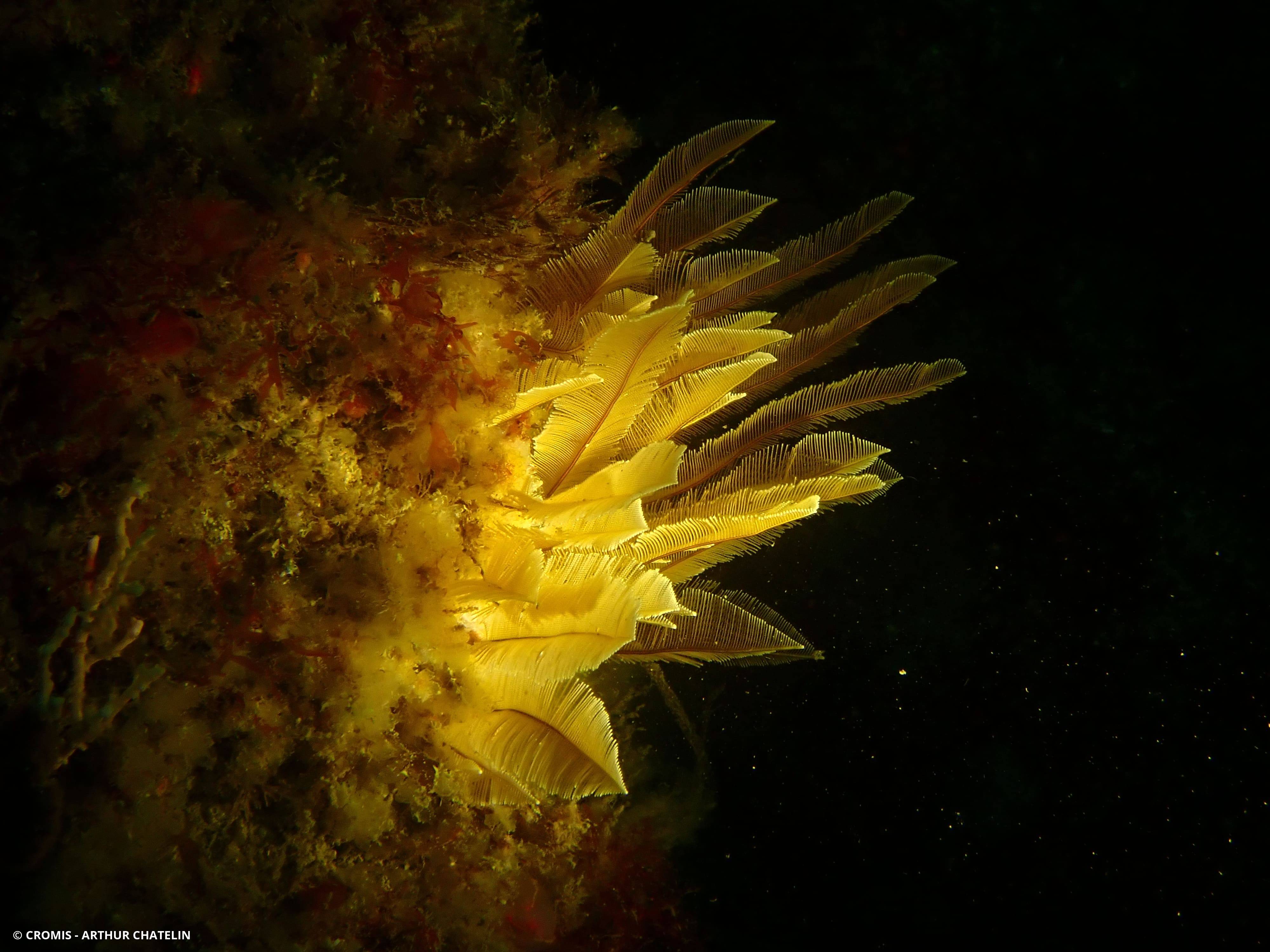 Plume d'or