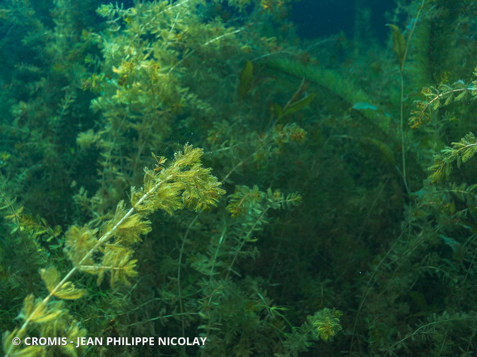 Myriophylle