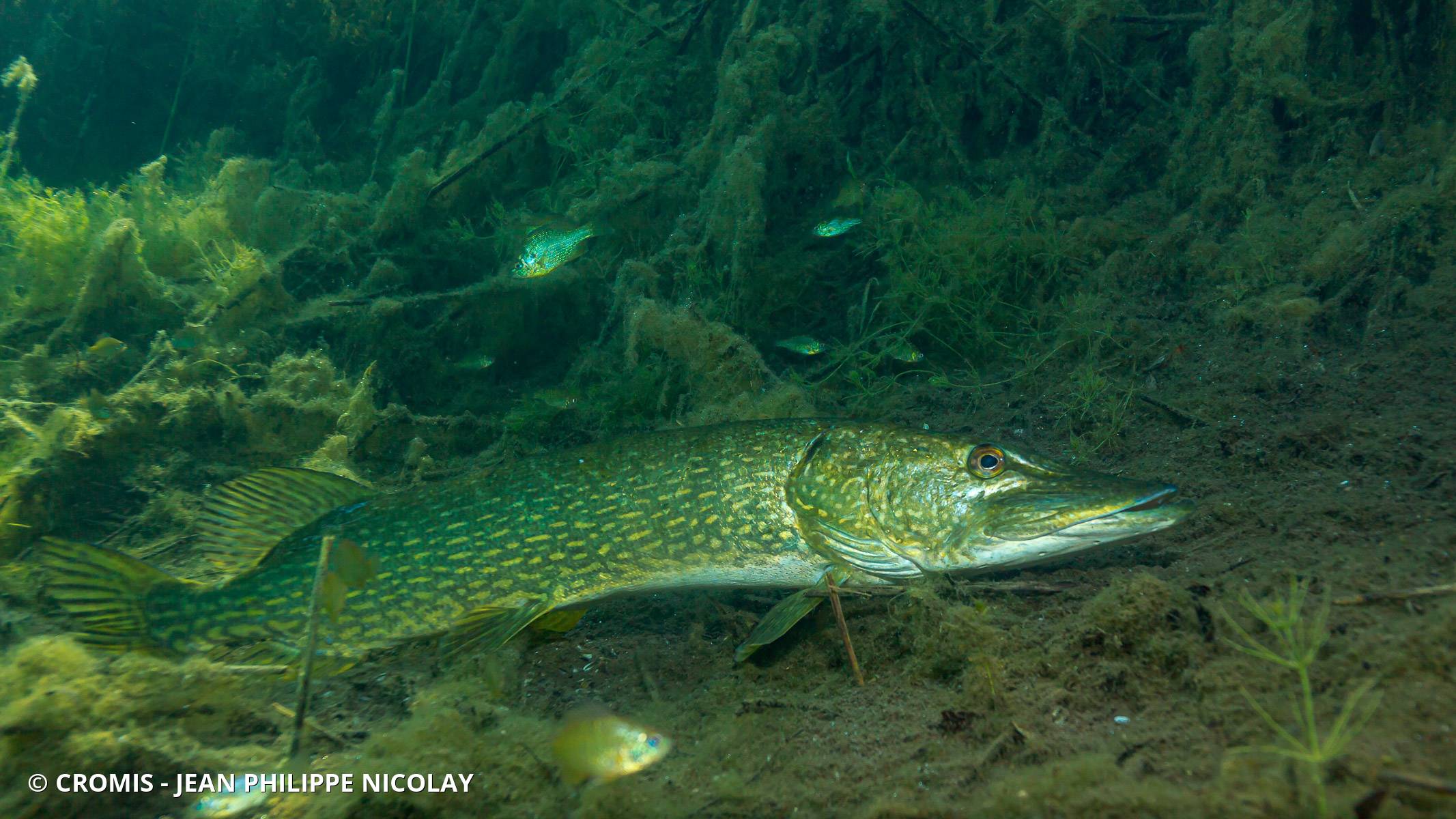Brochet