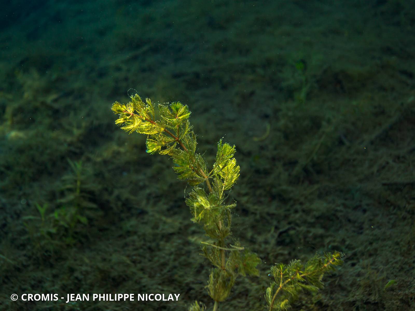 Myriophylle
