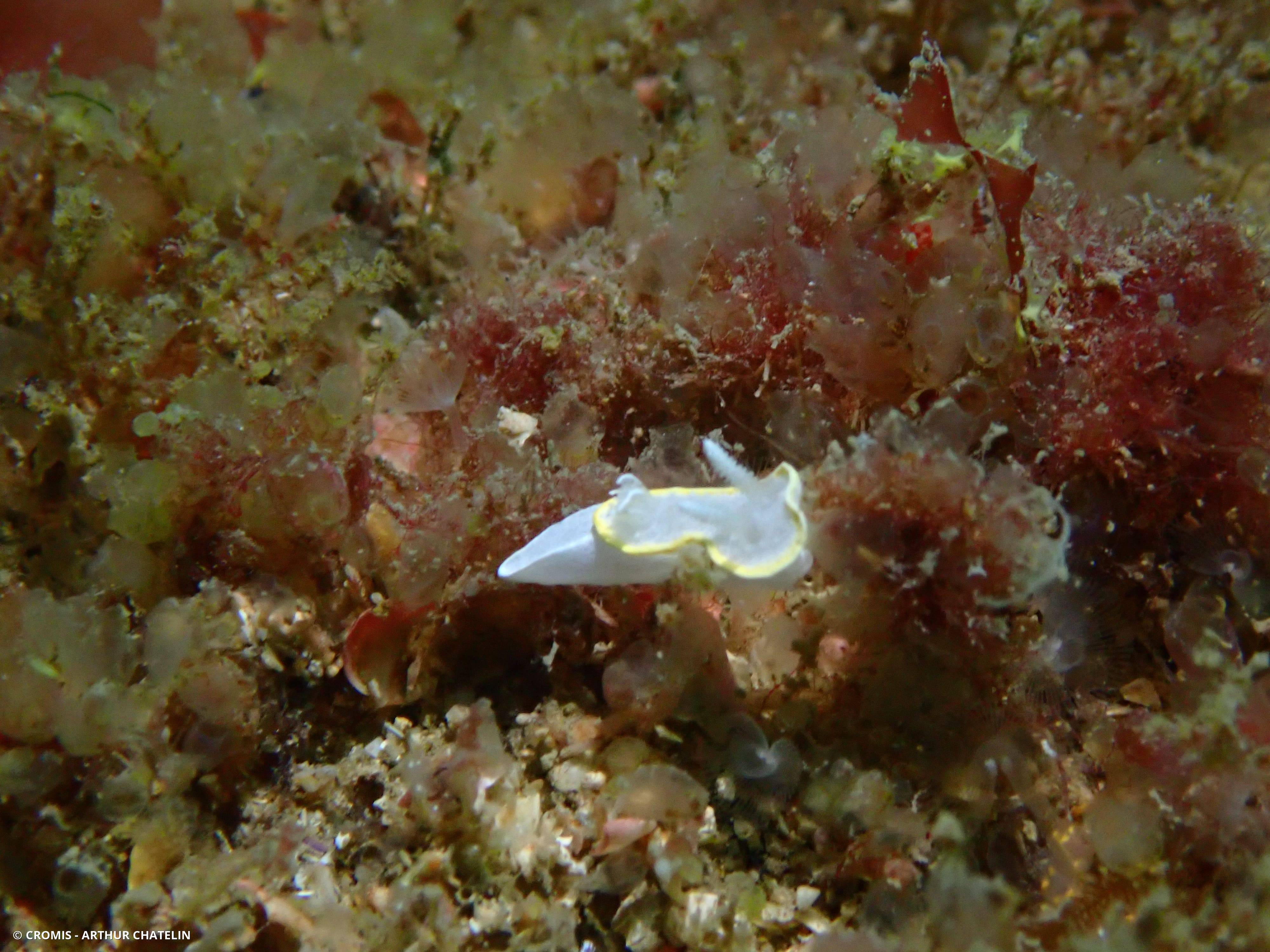 Doris blanc à couronne d'or
