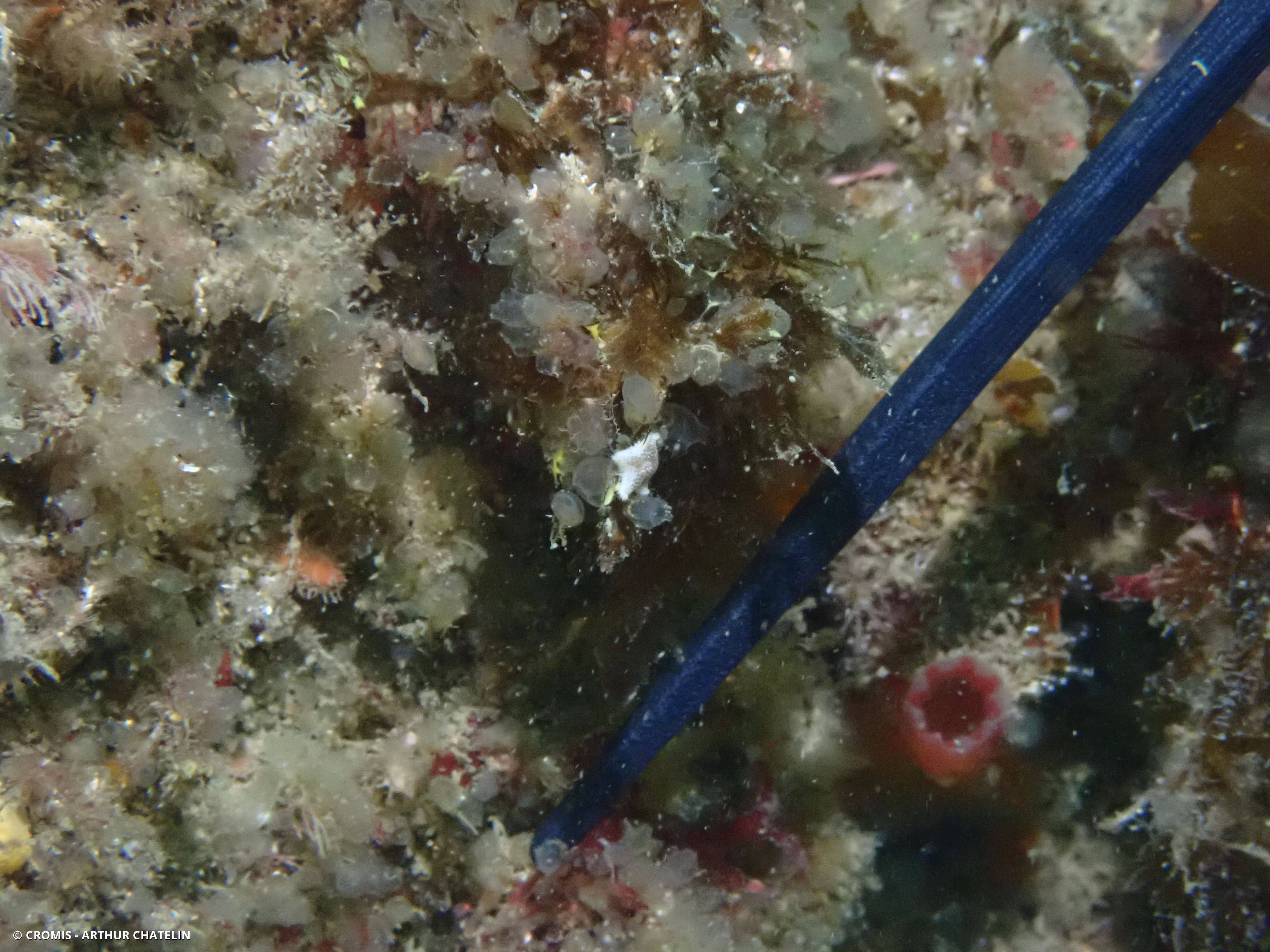 Étoile de mer commune