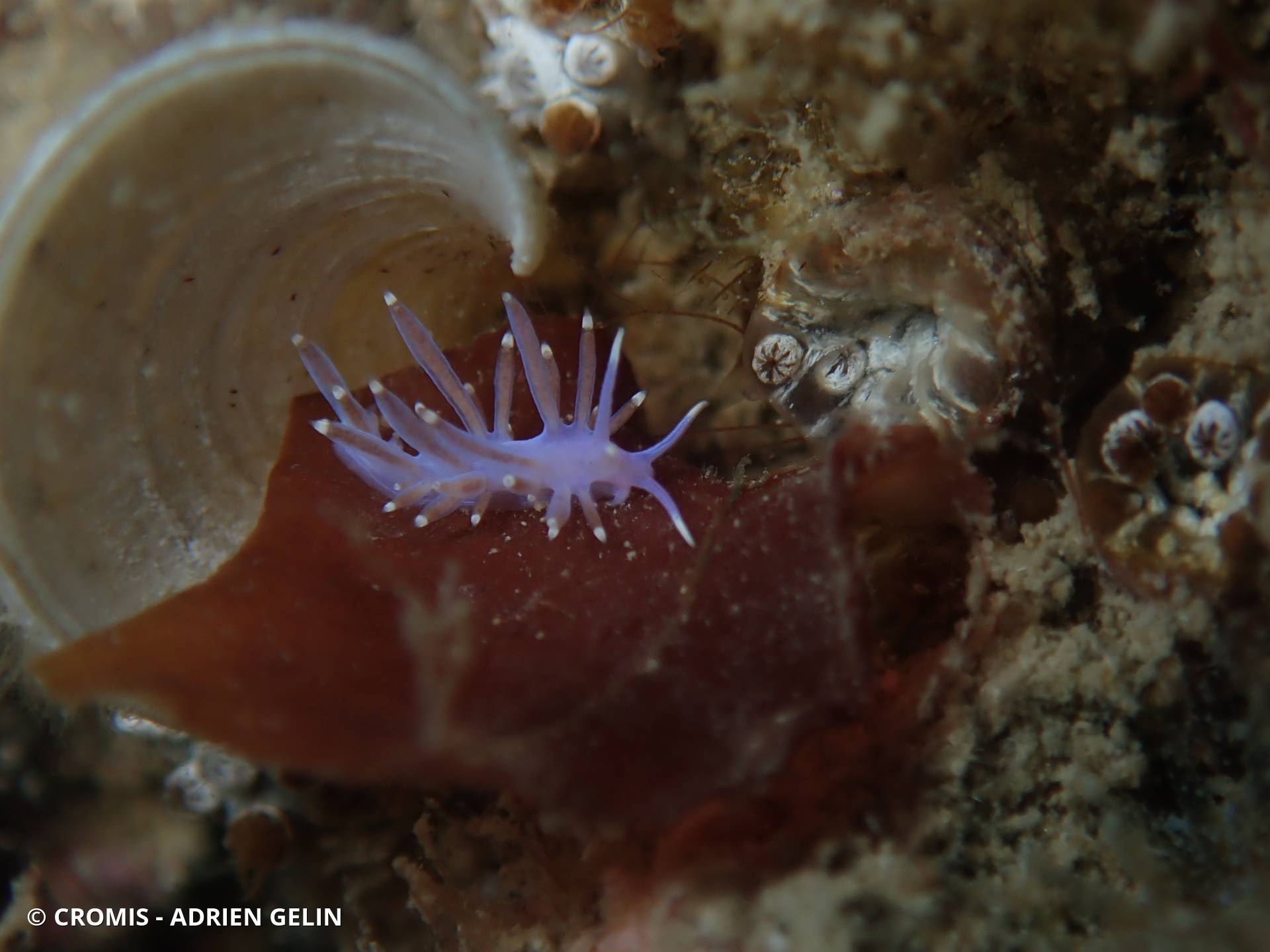 Coryphelle mauve