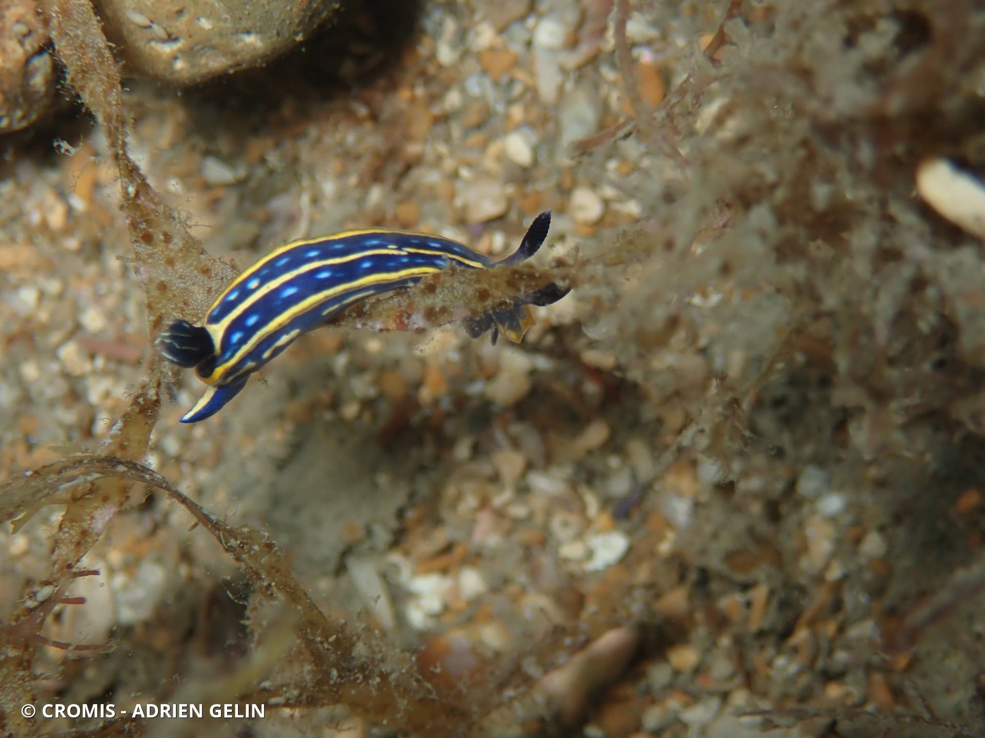 Doris tricolore