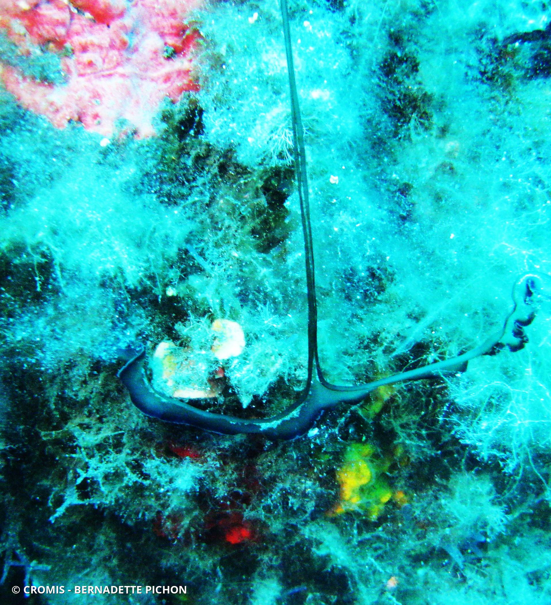 Bonellie verte