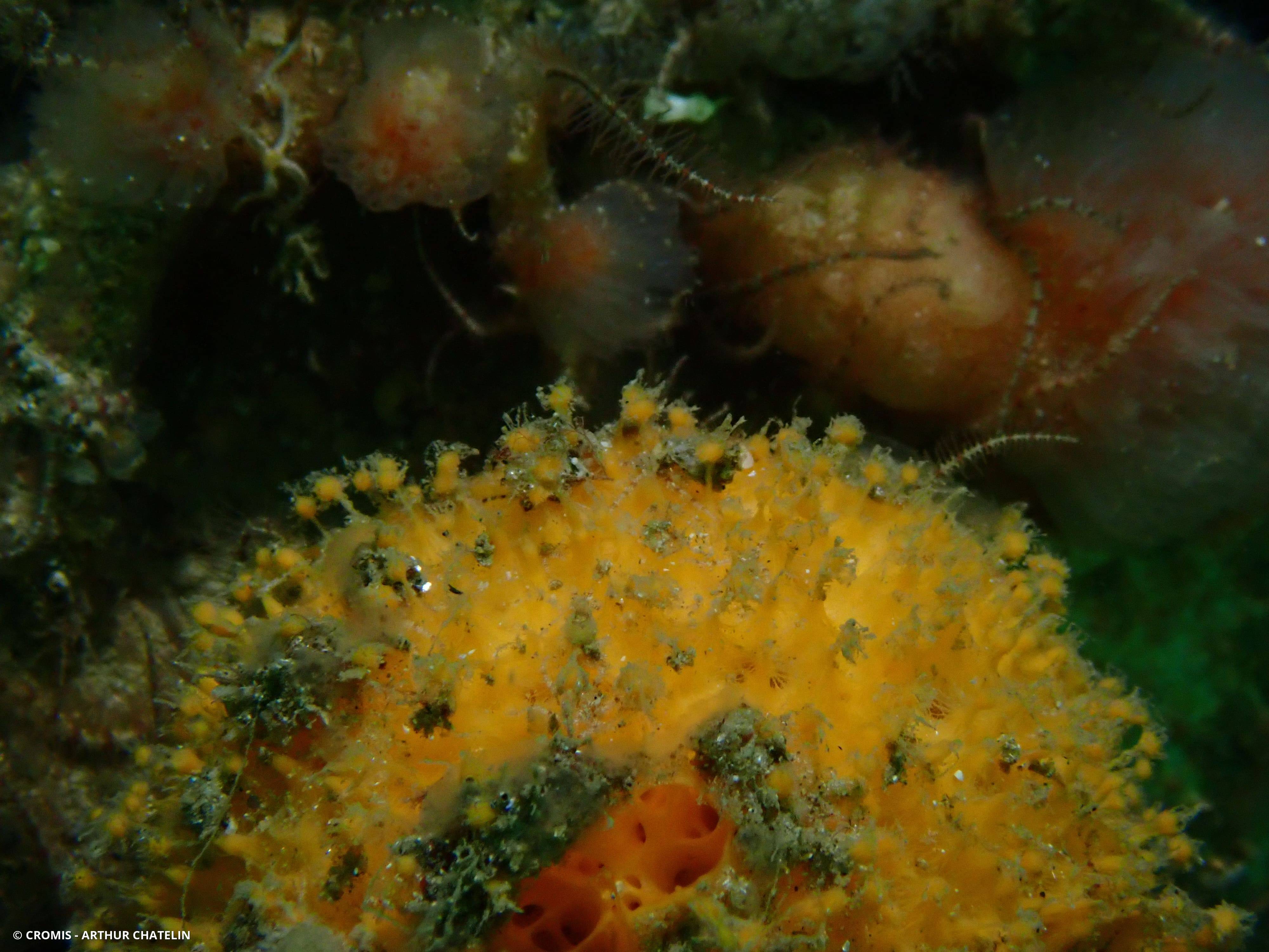 Orange de mer de Manche Atlantique