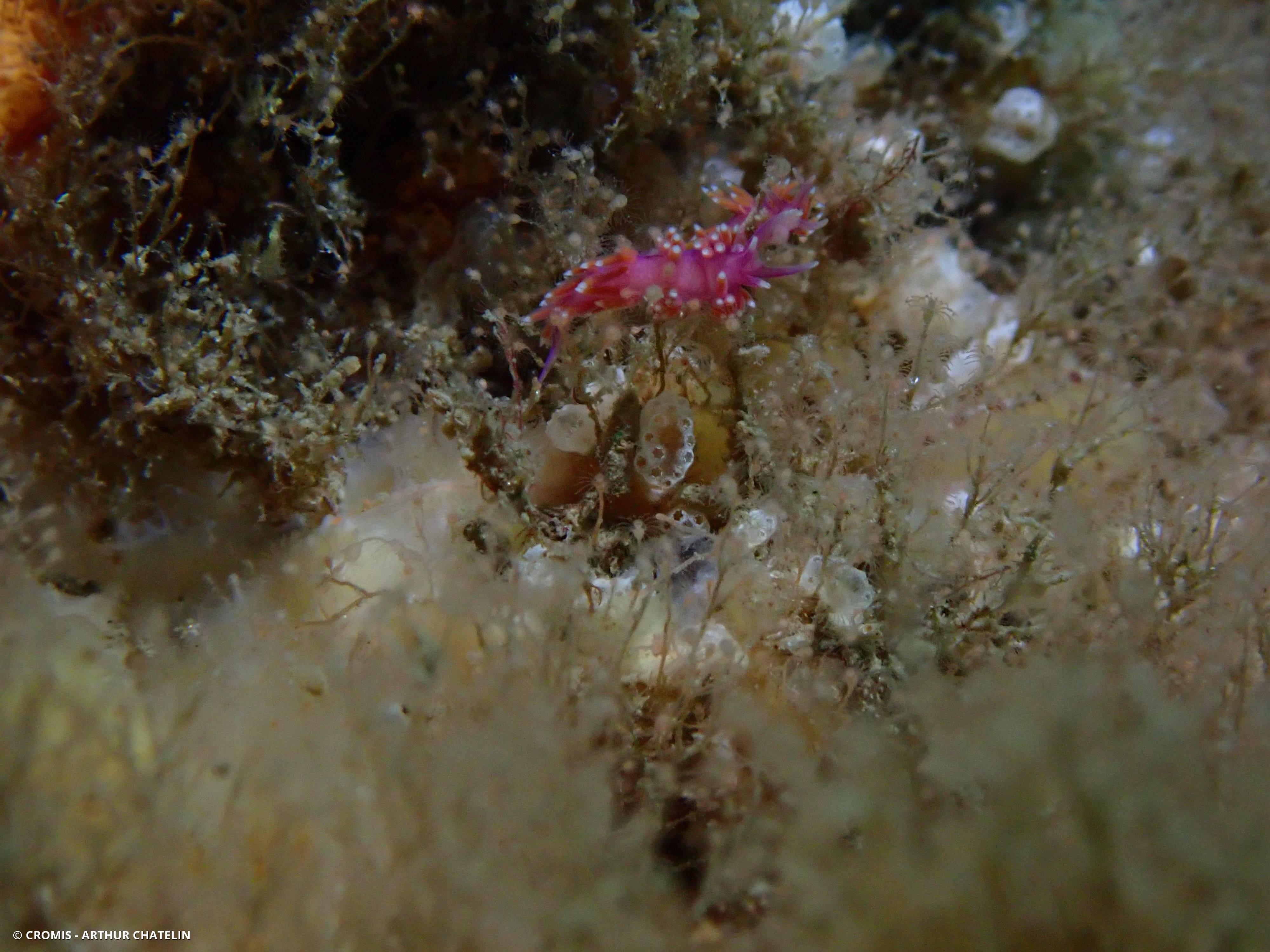 Coryphelle mauve