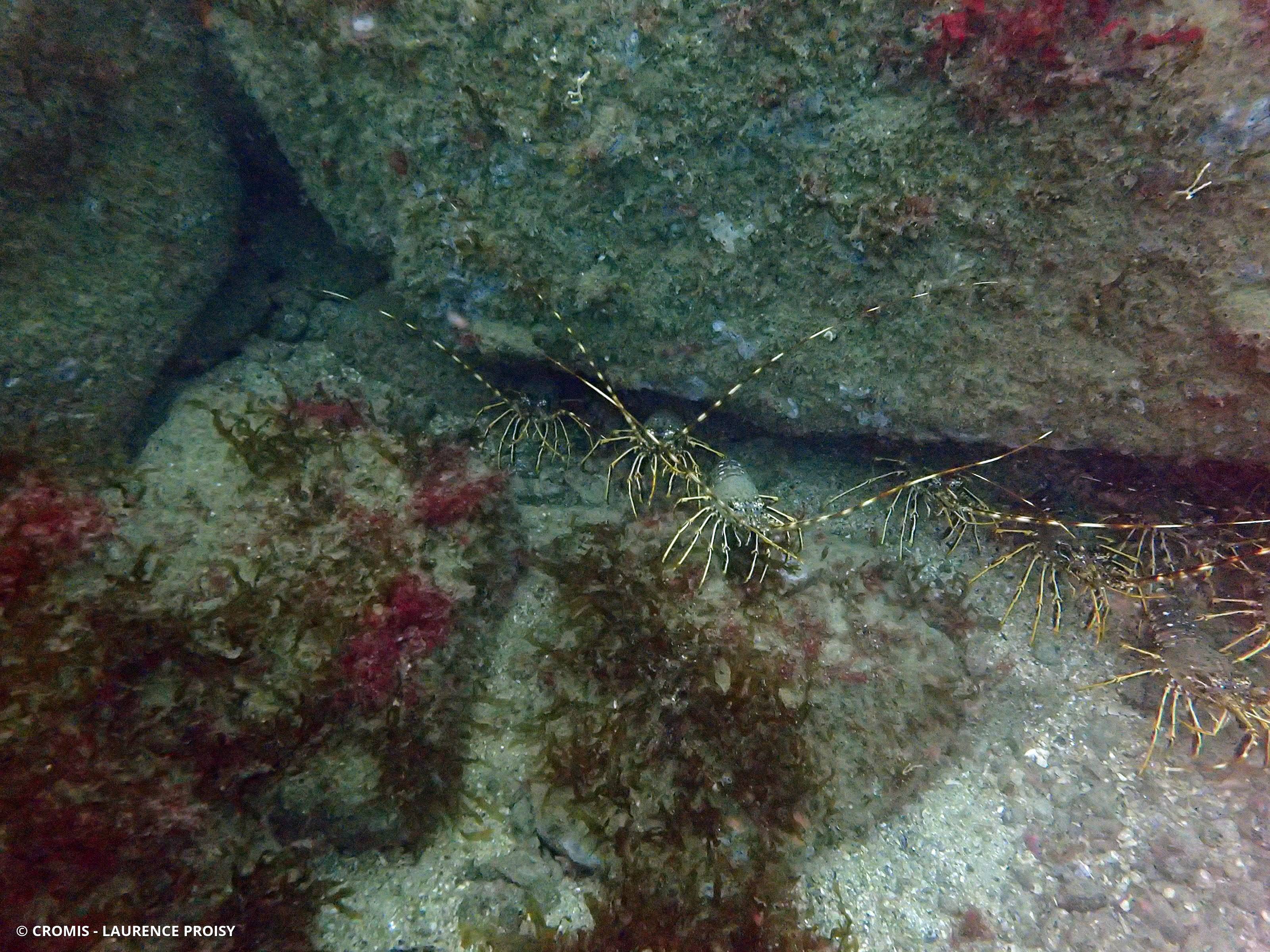 Langouste rouge