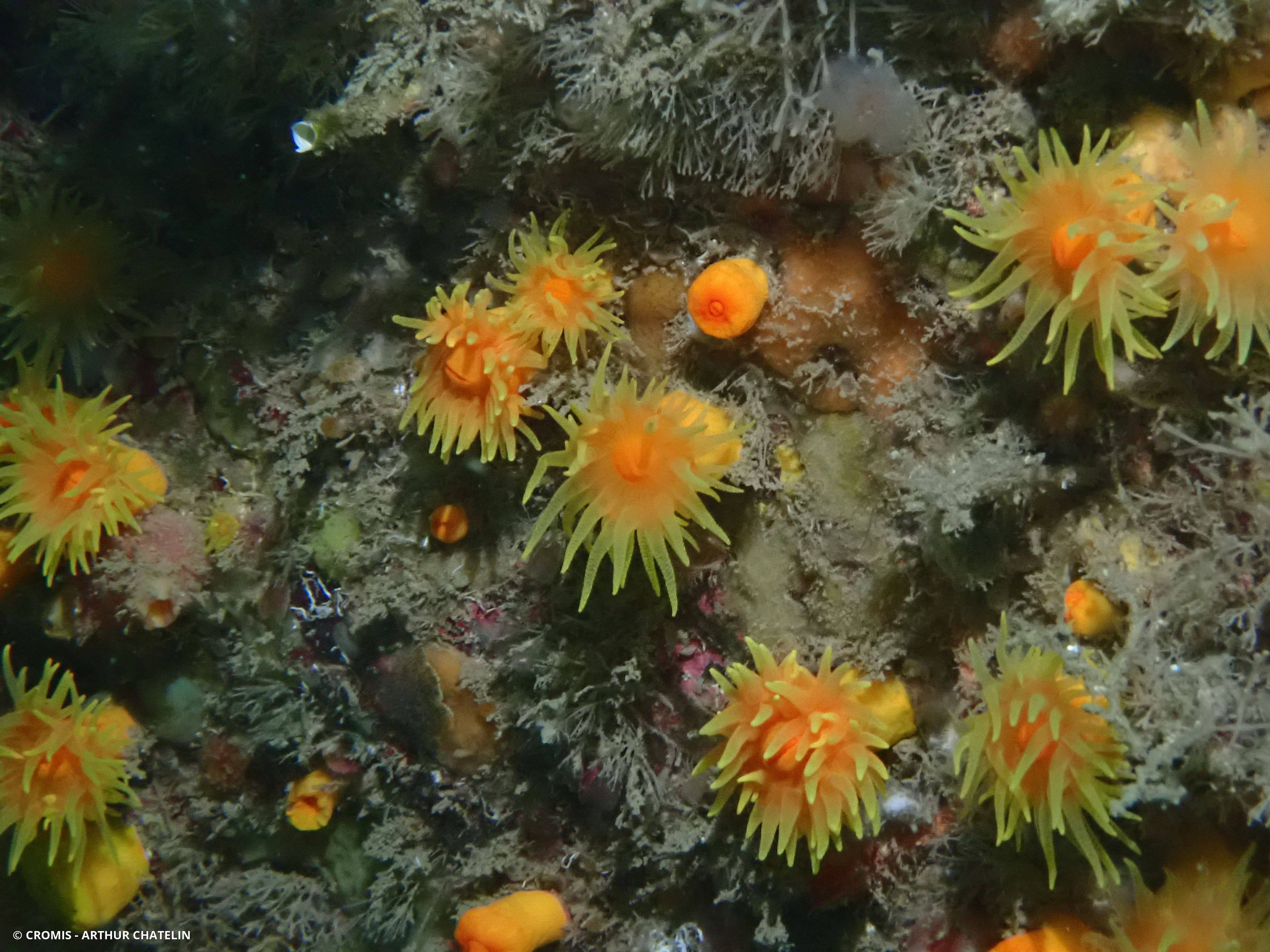 Corail jaune solitaire