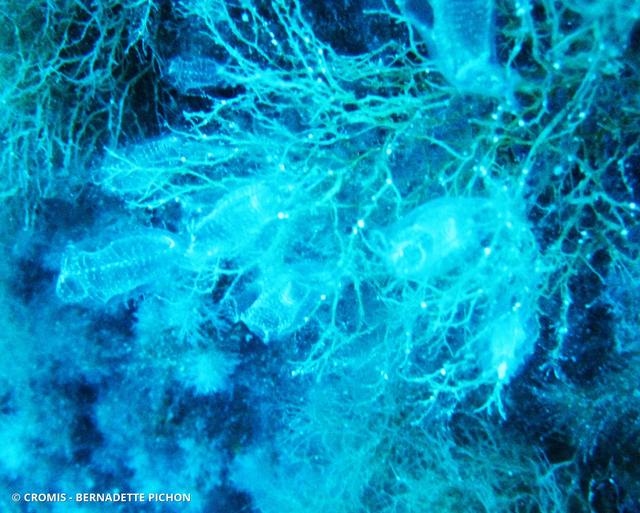 Claveline bleutée de Méditerranée