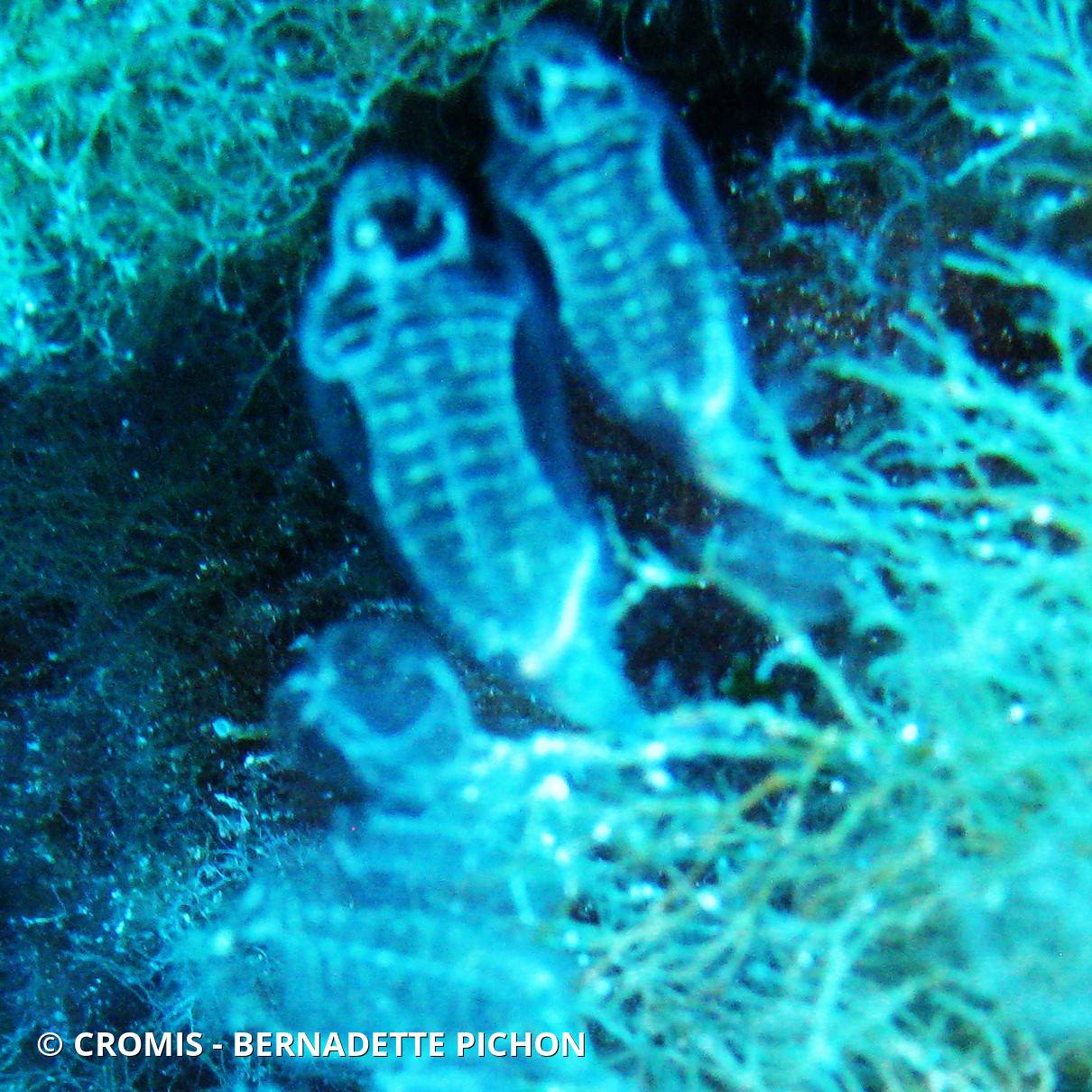 Claveline bleutée de Méditerranée