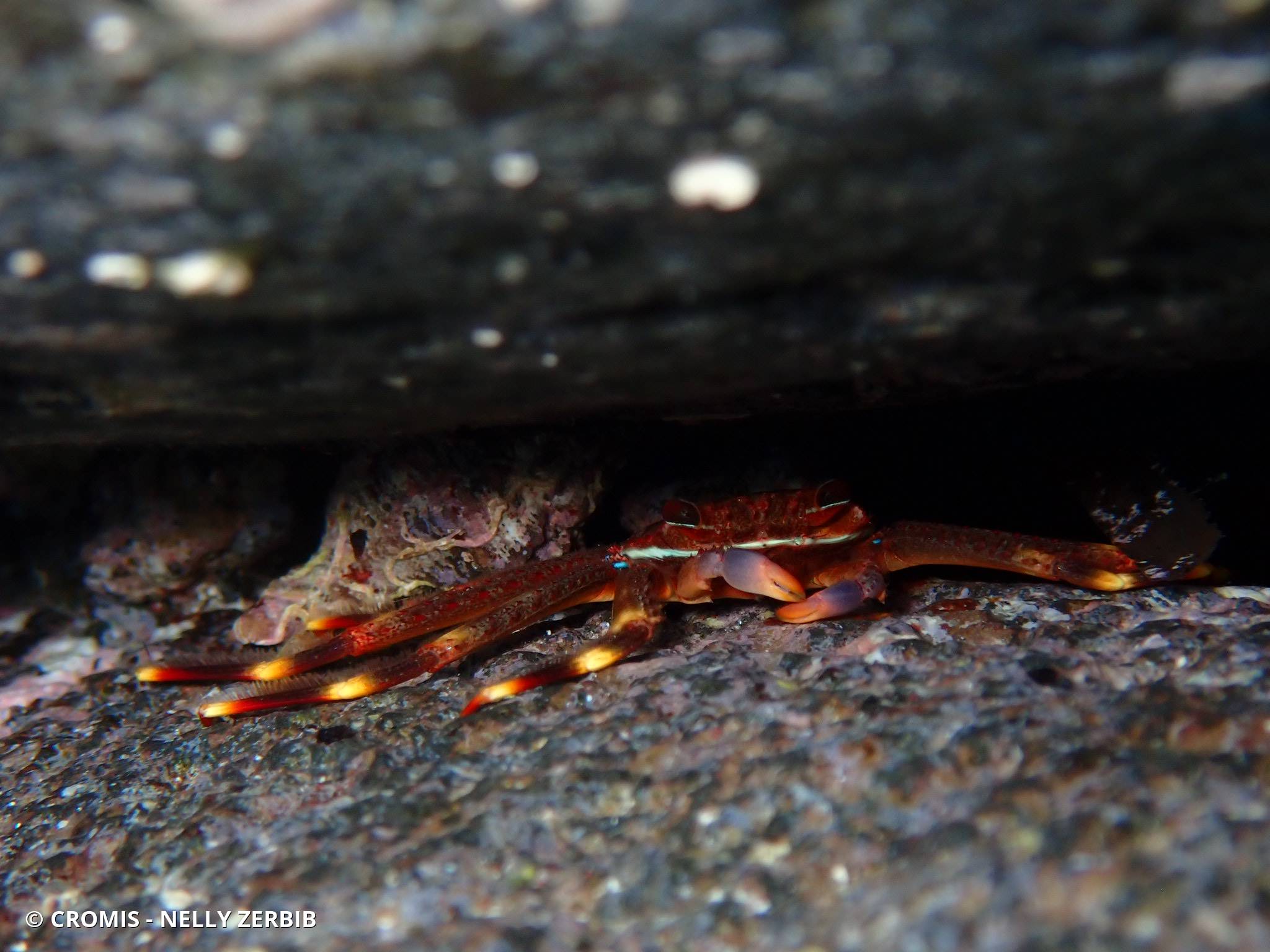 Crabe plat des oursins