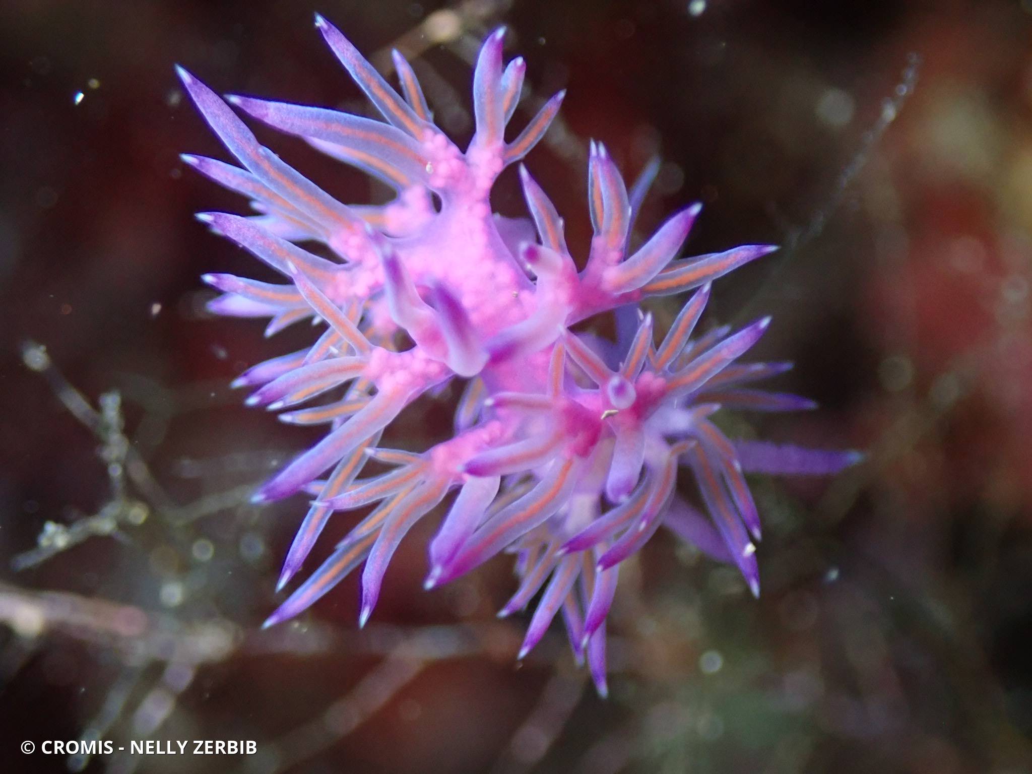 Flabelline mauve