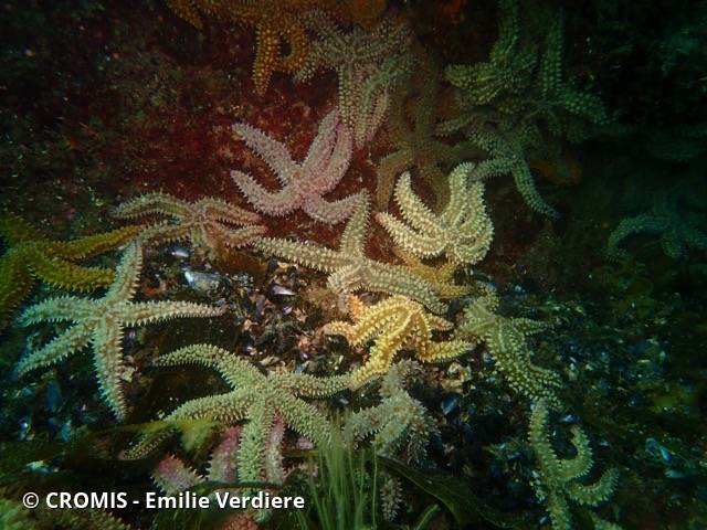 Etoile de mer glaciaire