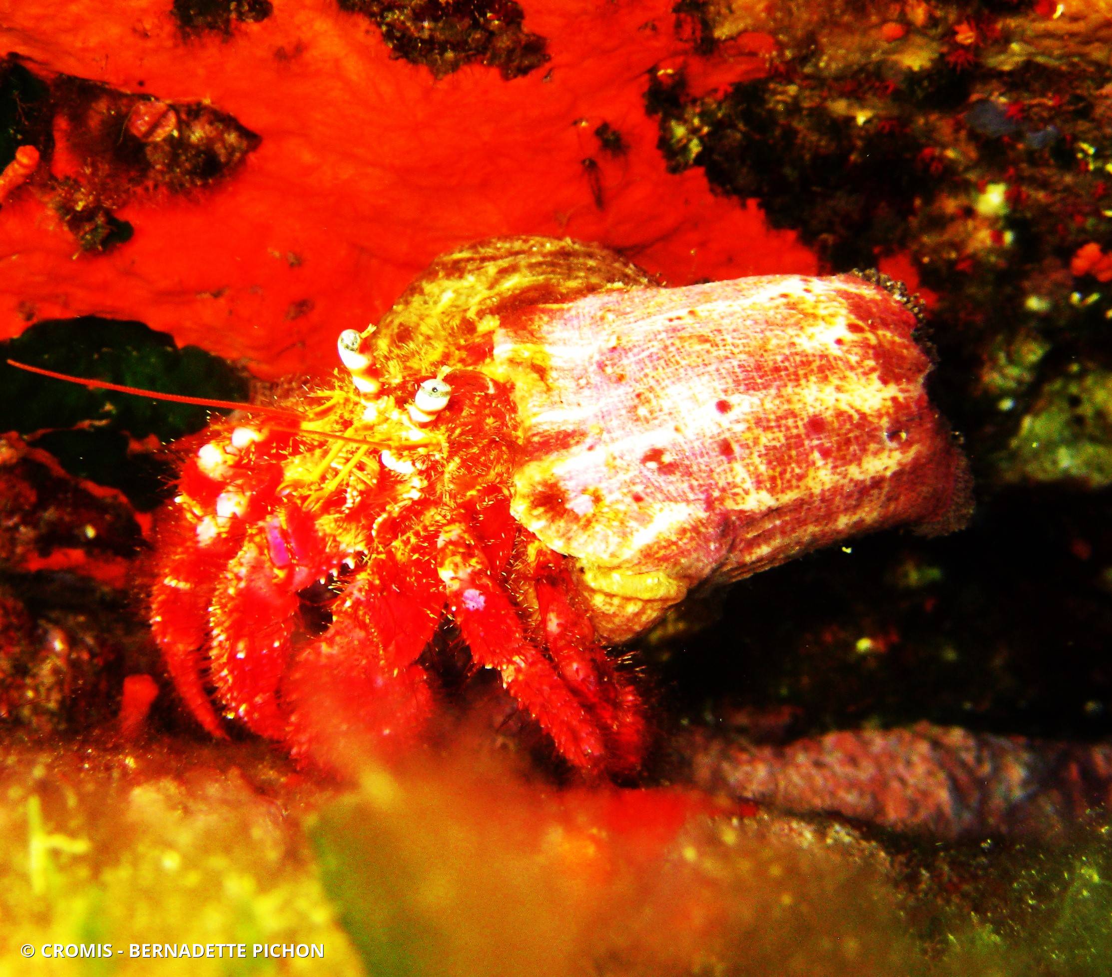 Grand pagure