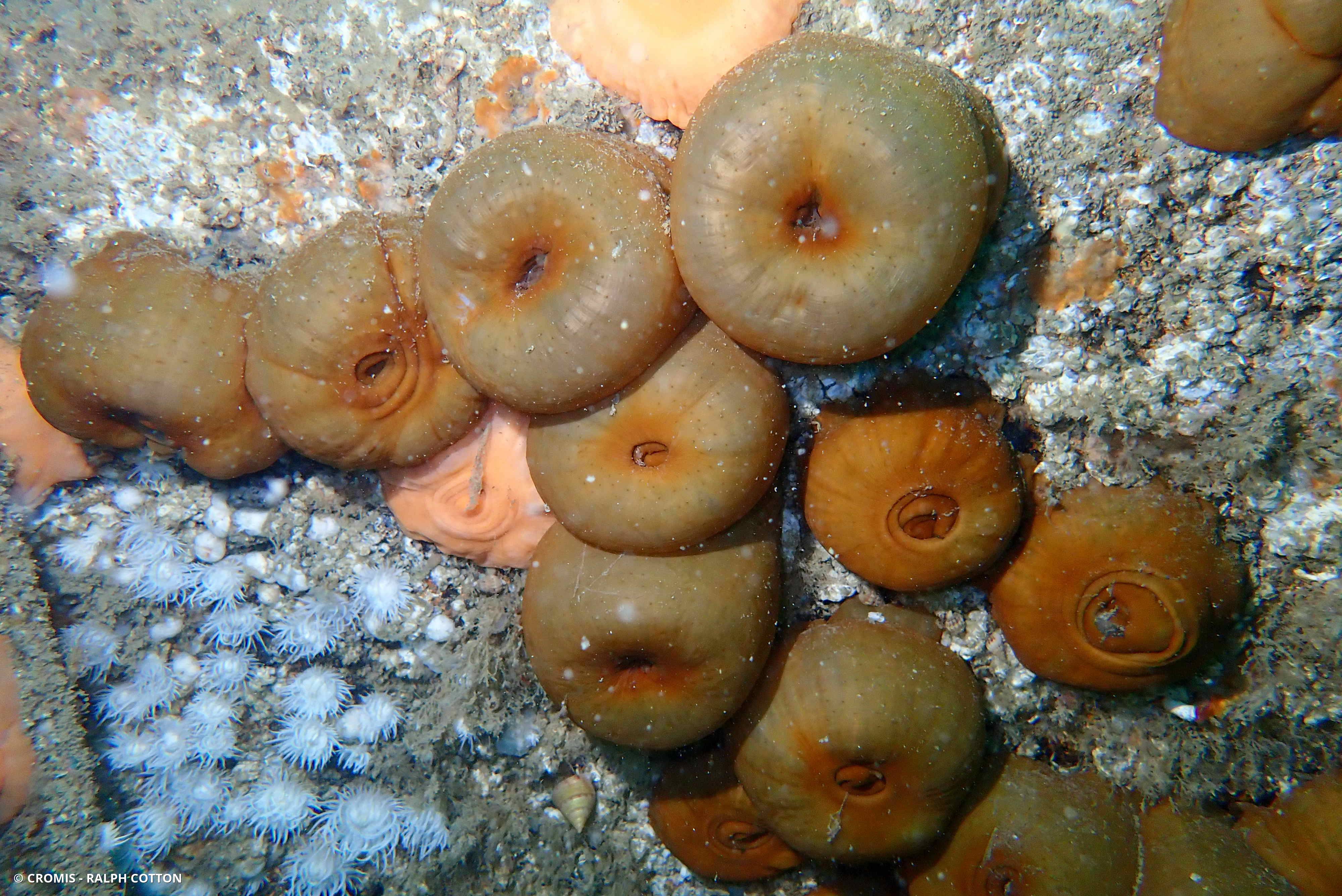 Œillet de mer